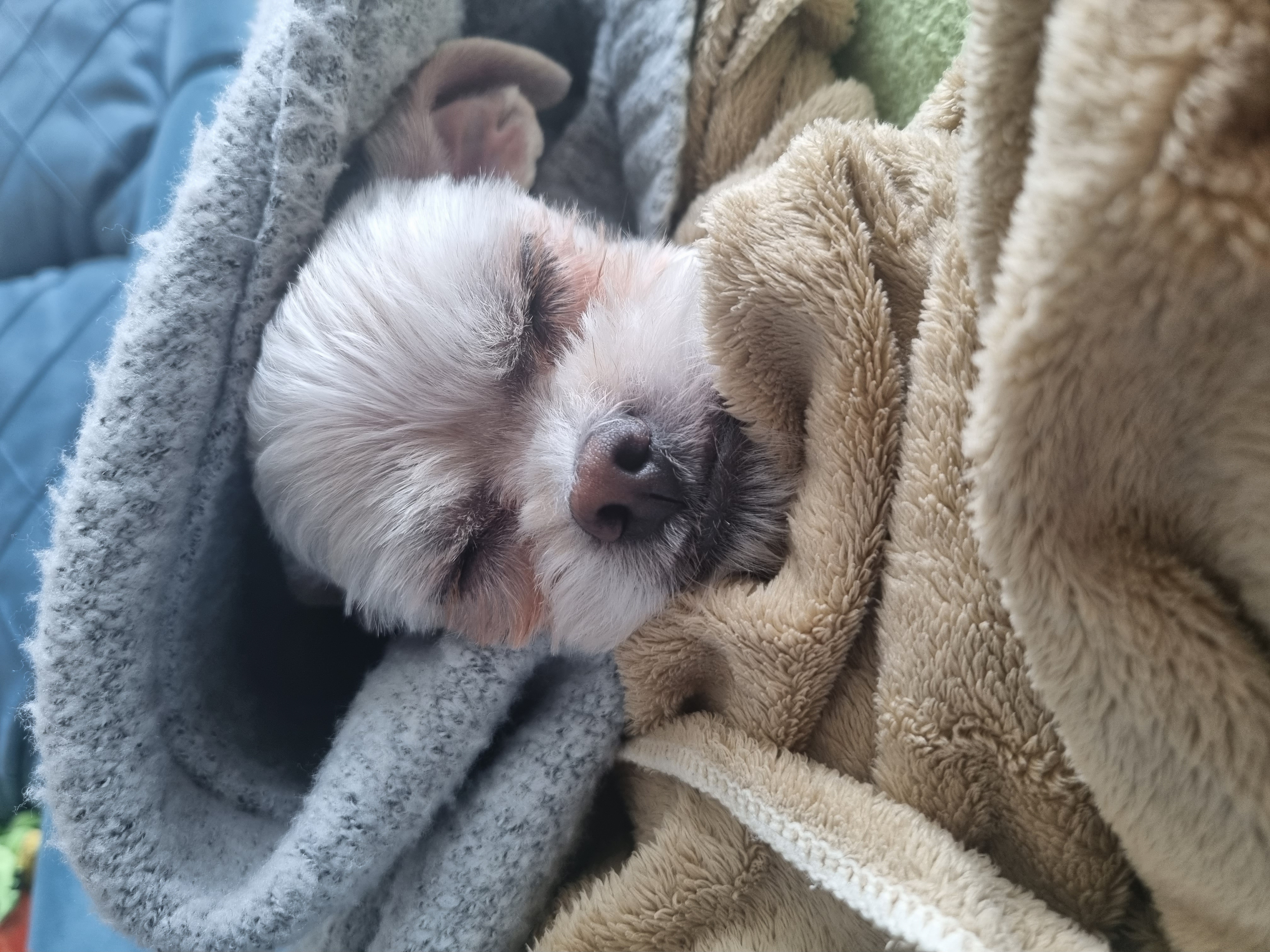 오영(임보)쿠키(곤지암  앙금) 이야기