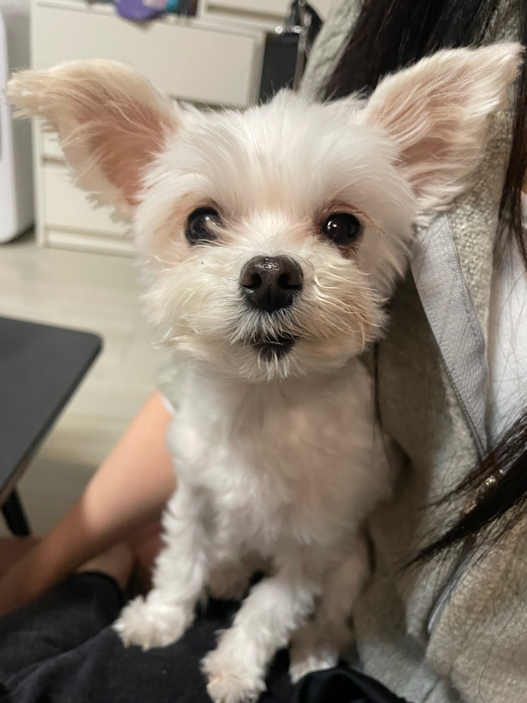 오슬이(현 밥풀이) 230일째 되는날이네요