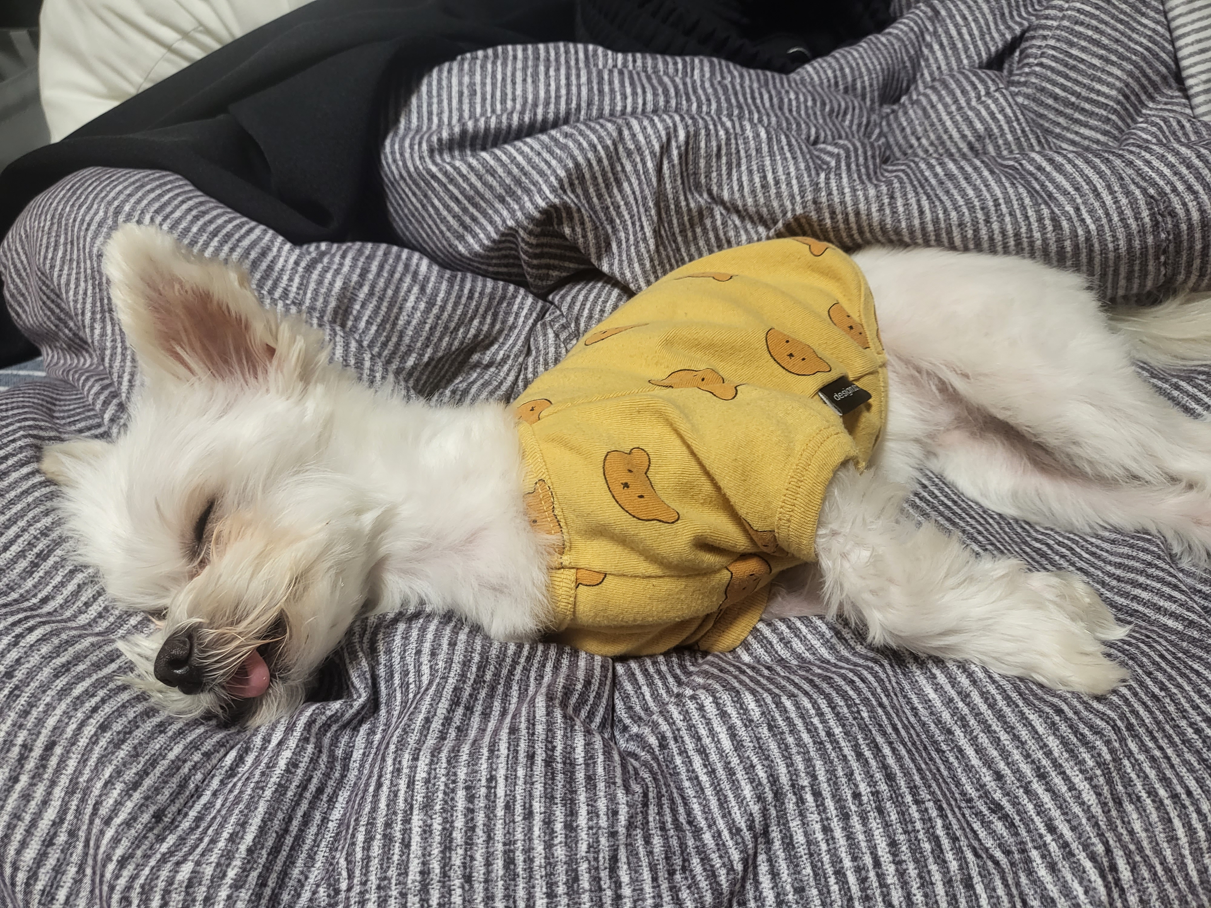 오슬이(현 밥풀이) 230일째 되는날이네요