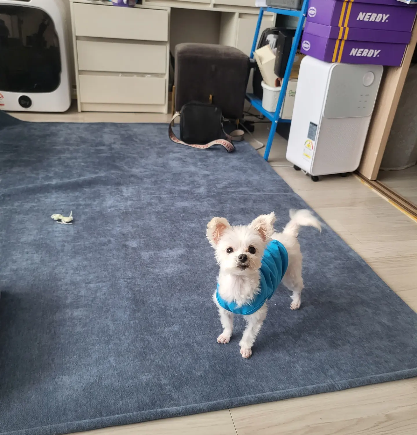 오슬이(현 밥풀이) 230일째 되는날이네요