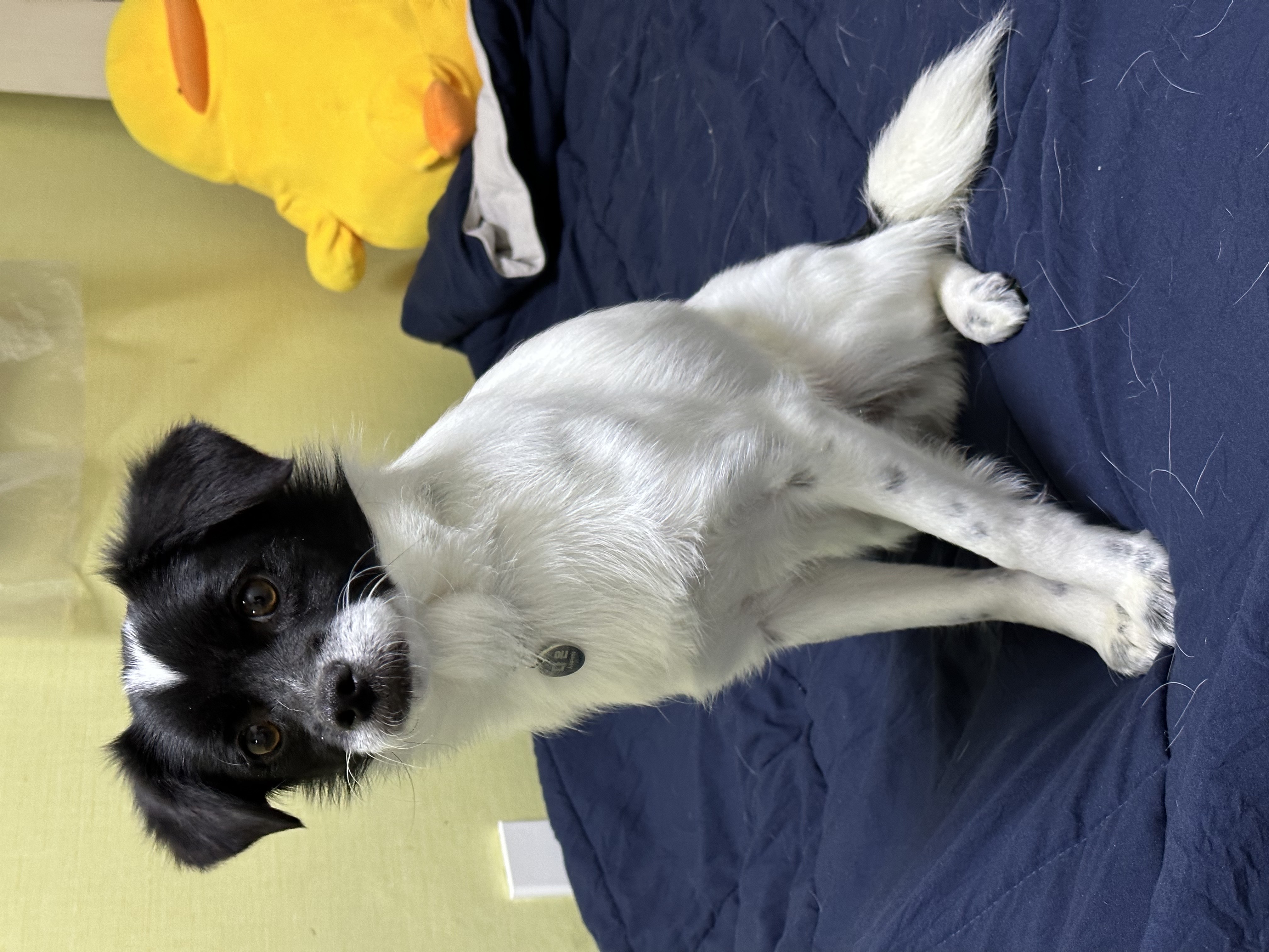 다온이(루루) 한 달 째 :)