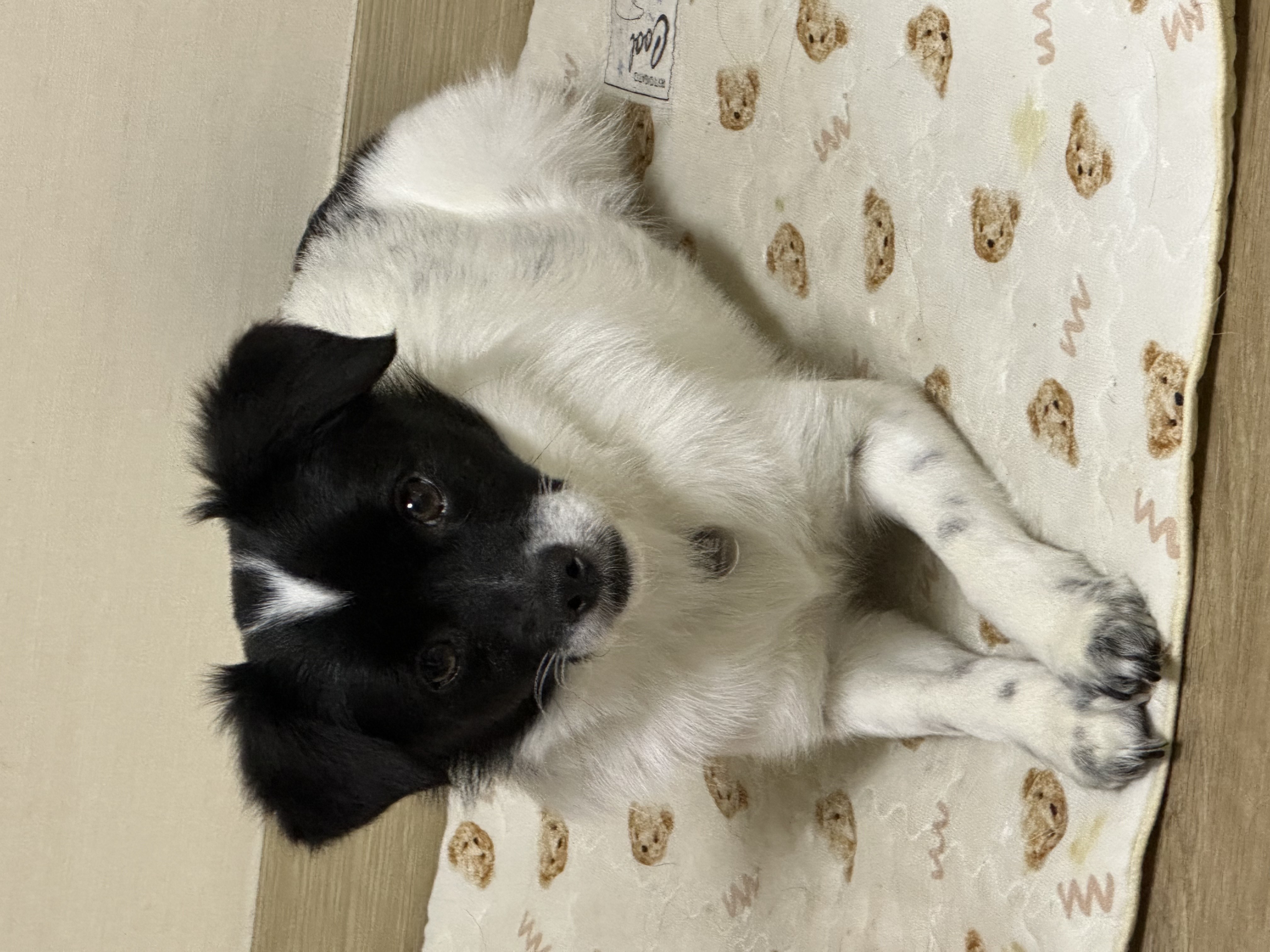 다온이(루루) 한 달 째 :)