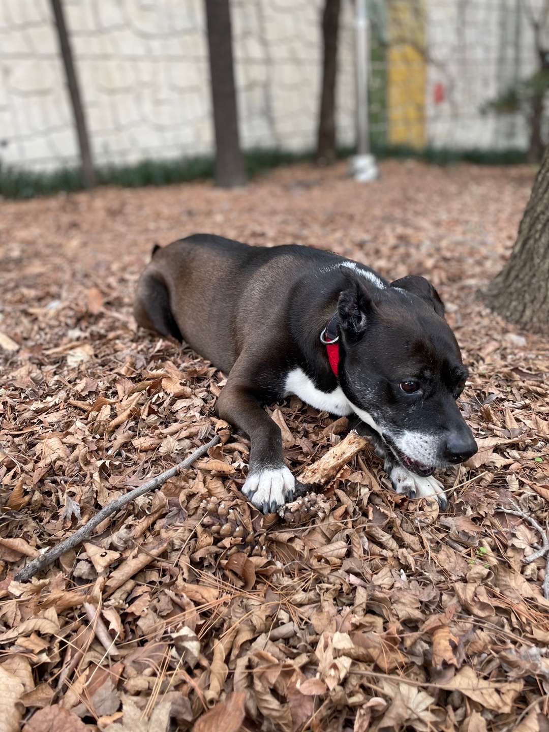 딩동이는 9살 됐어요!