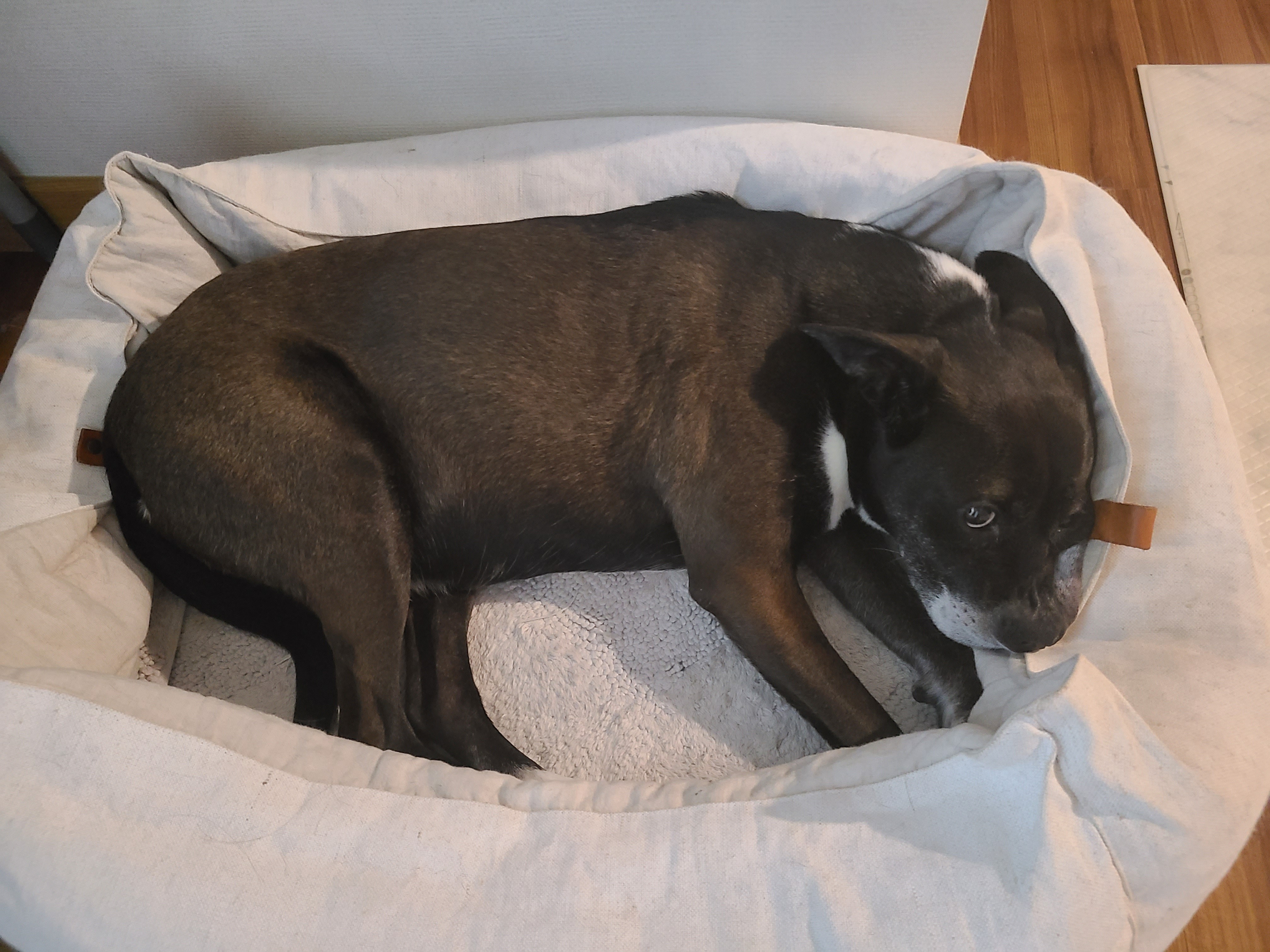 딩동이는 9살 됐어요!