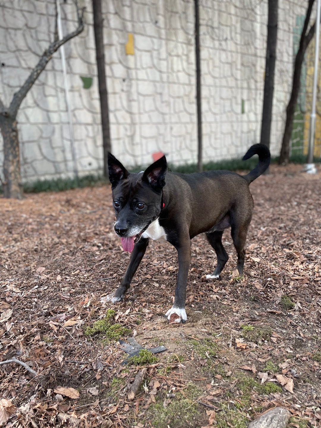 딩동이는 9살 됐어요!