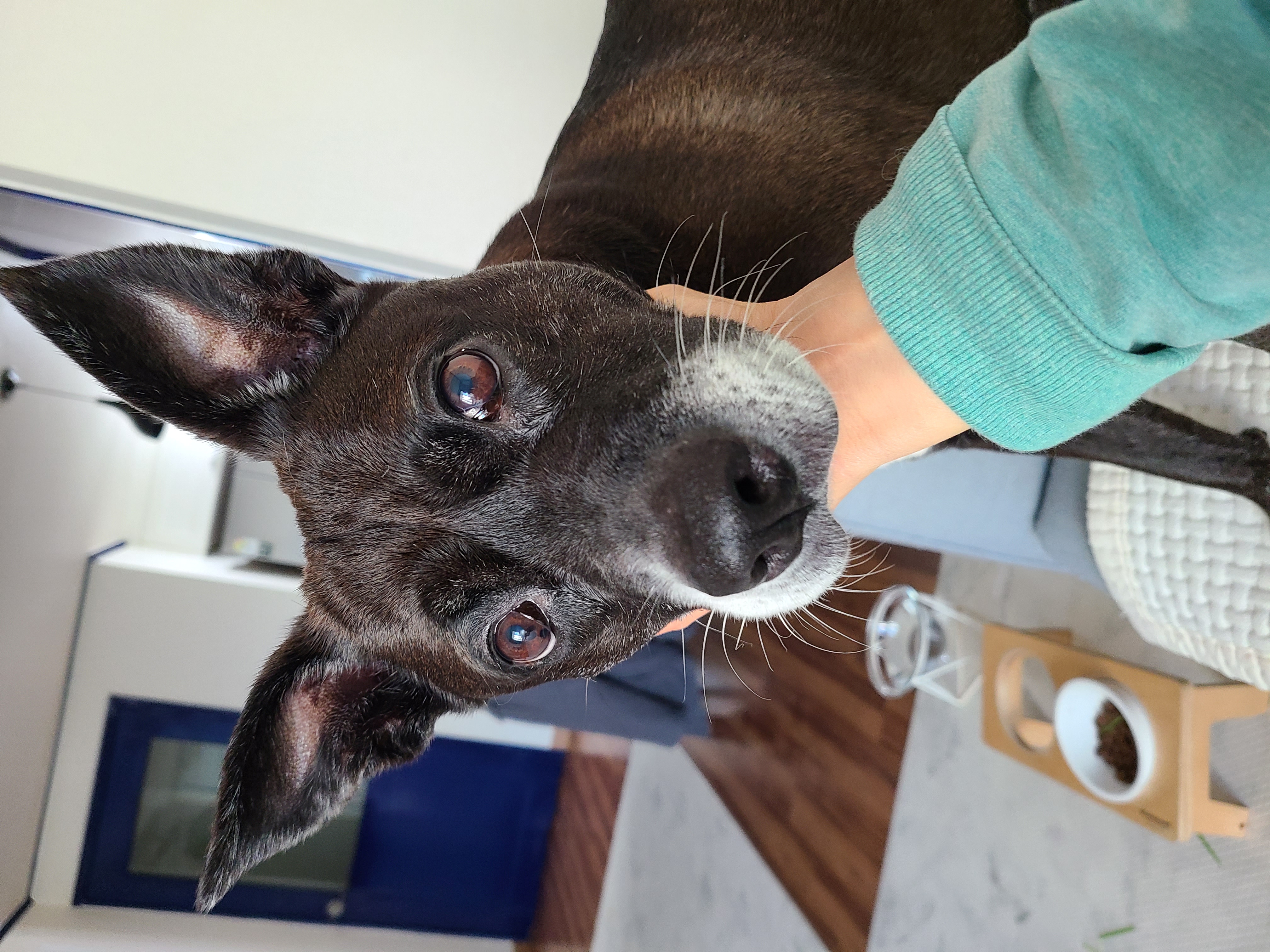 딩동이는 9살 됐어요!