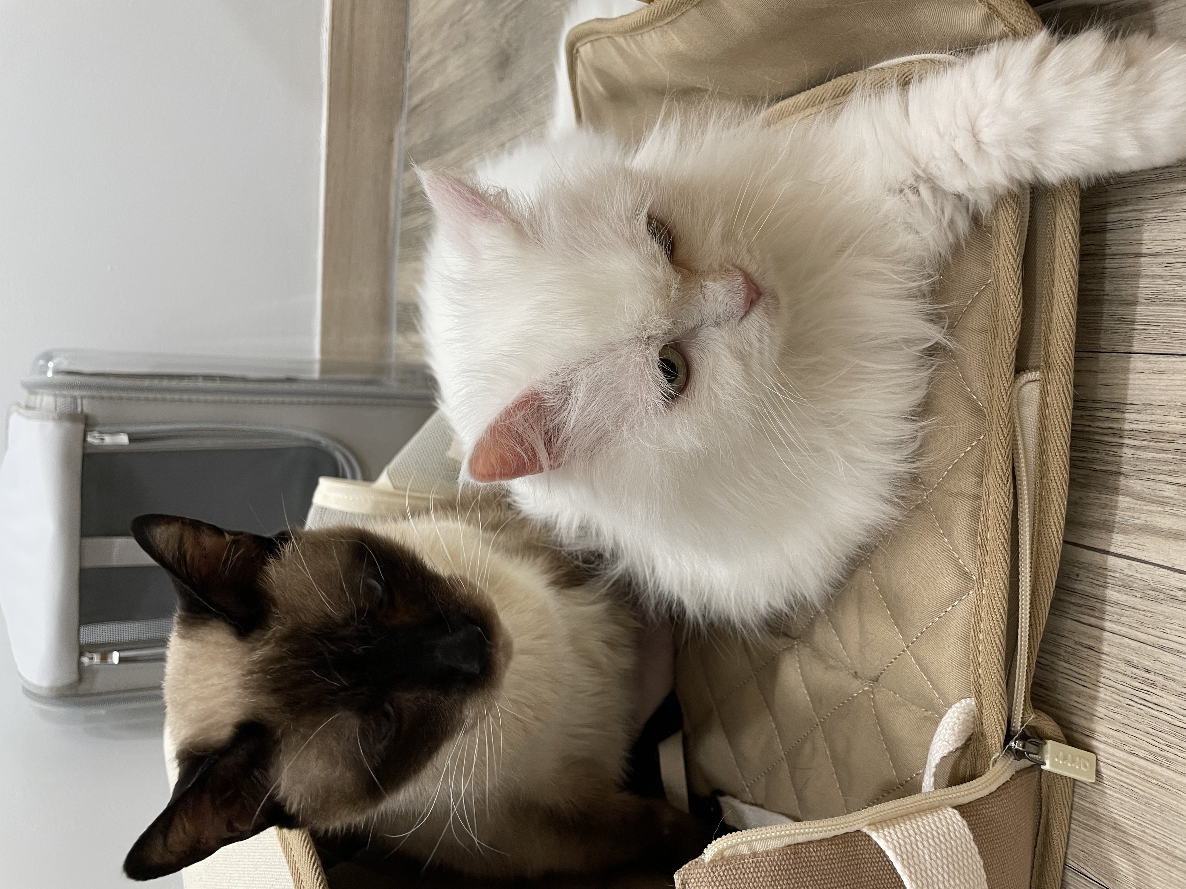 모델이 6주차 & 포도8개월 이야기