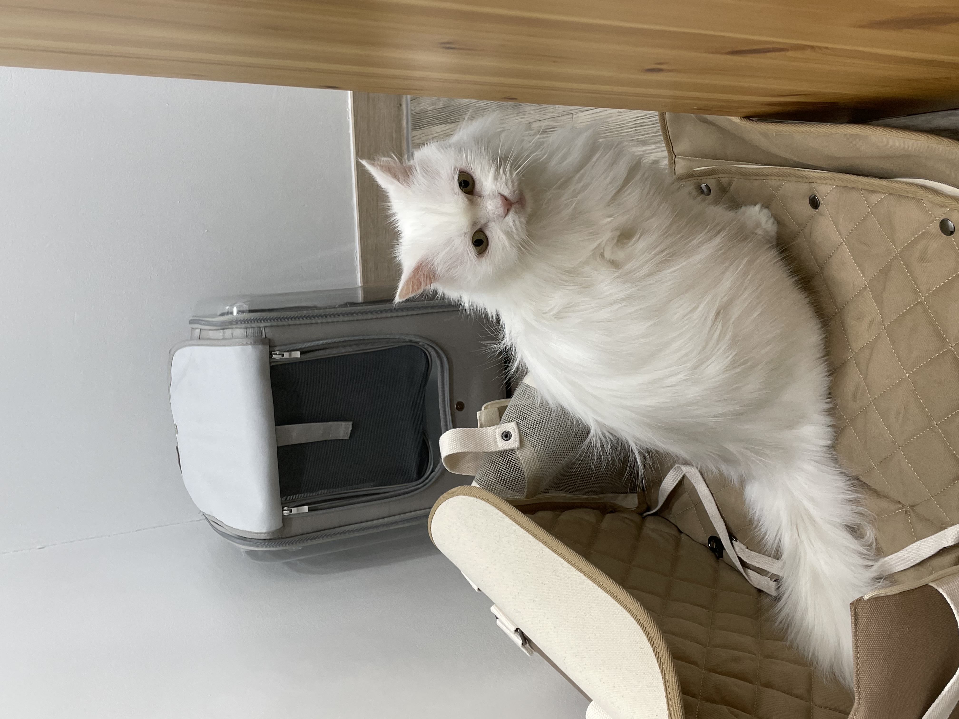 모델이 6주차 & 포도8개월 이야기