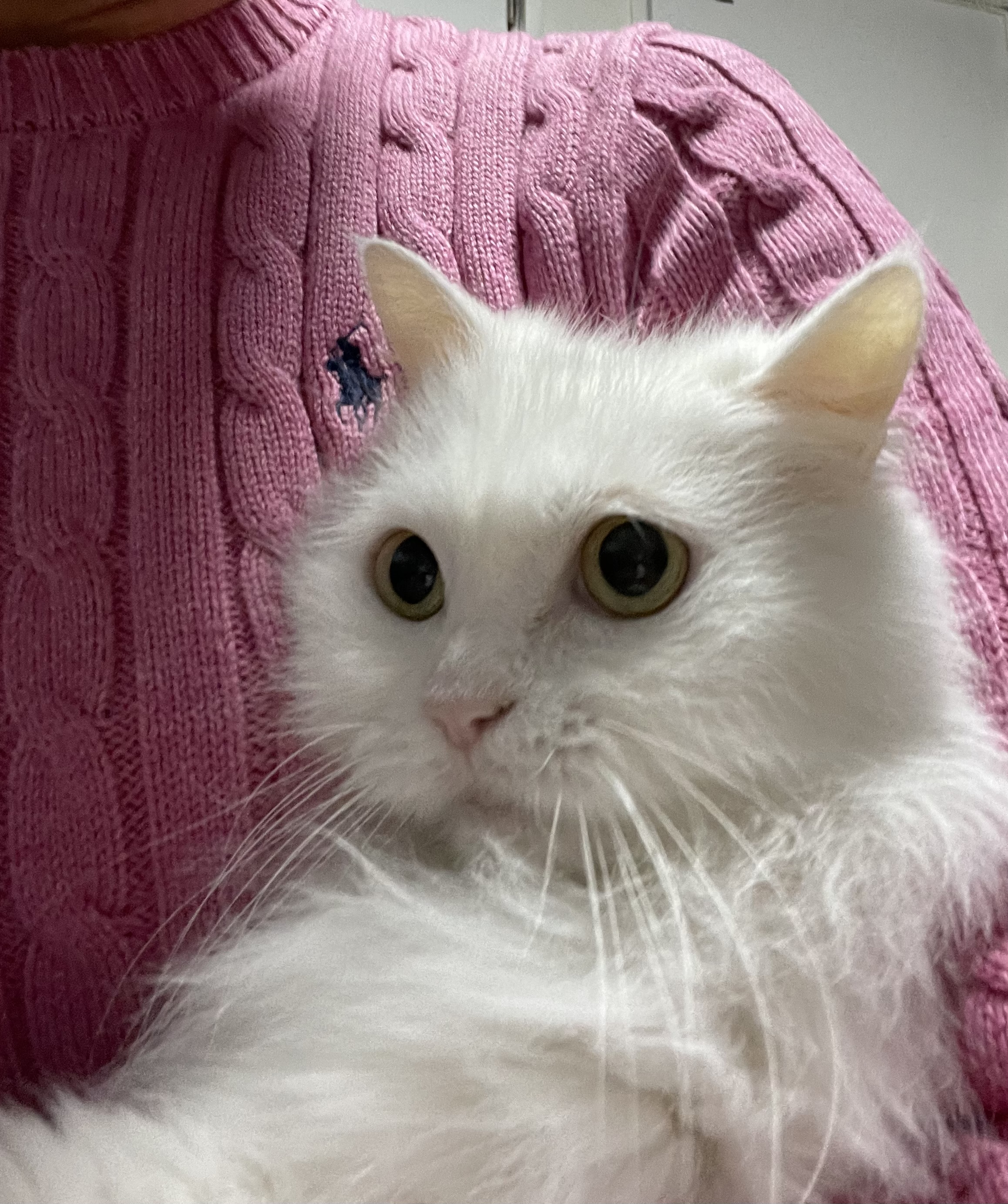 모델이 6주차 & 포도8개월 이야기