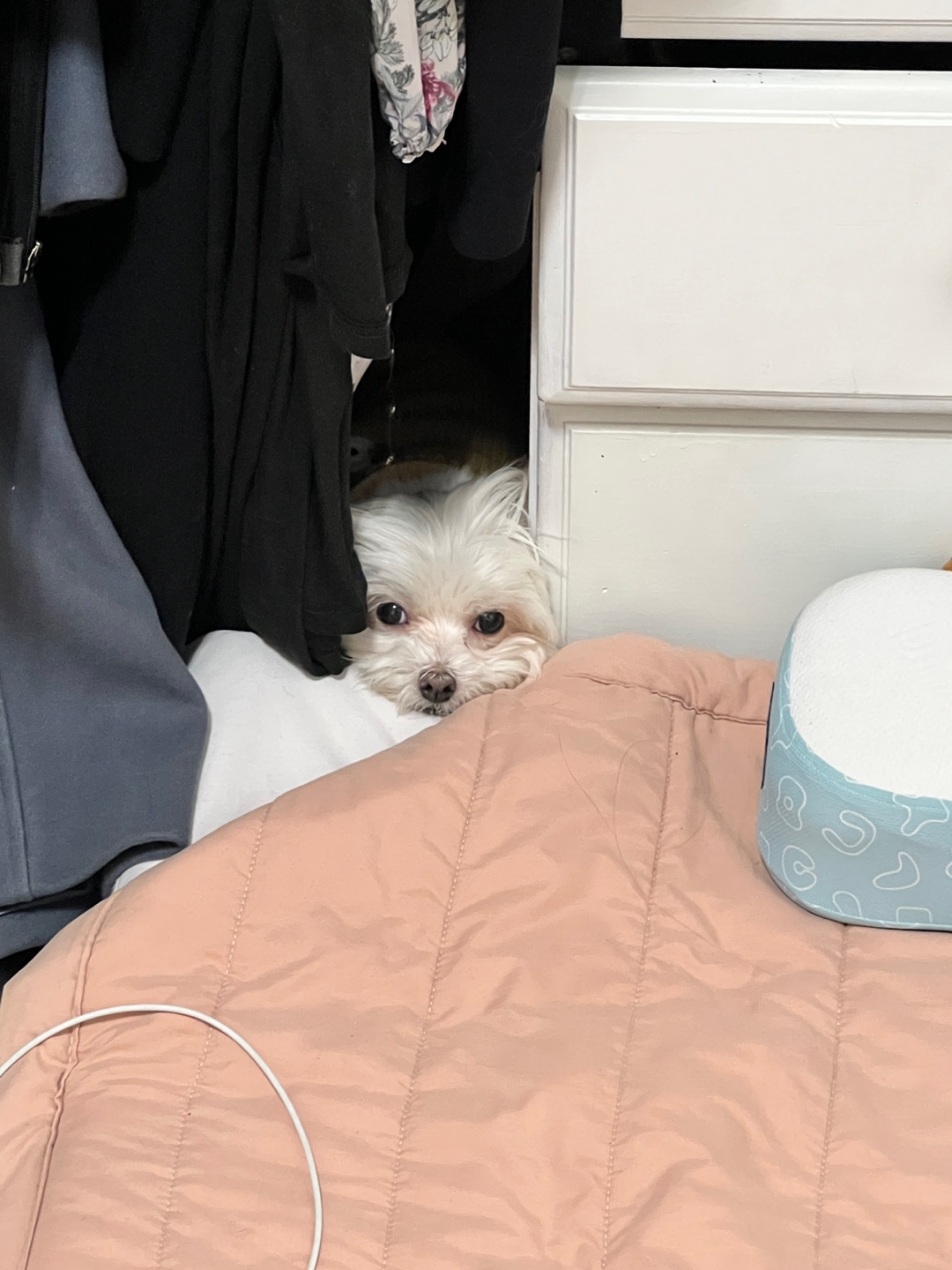 곤지암에서 구조된 콩순이 現봄이 잘지내고 있습니다~~ㅎㅎ