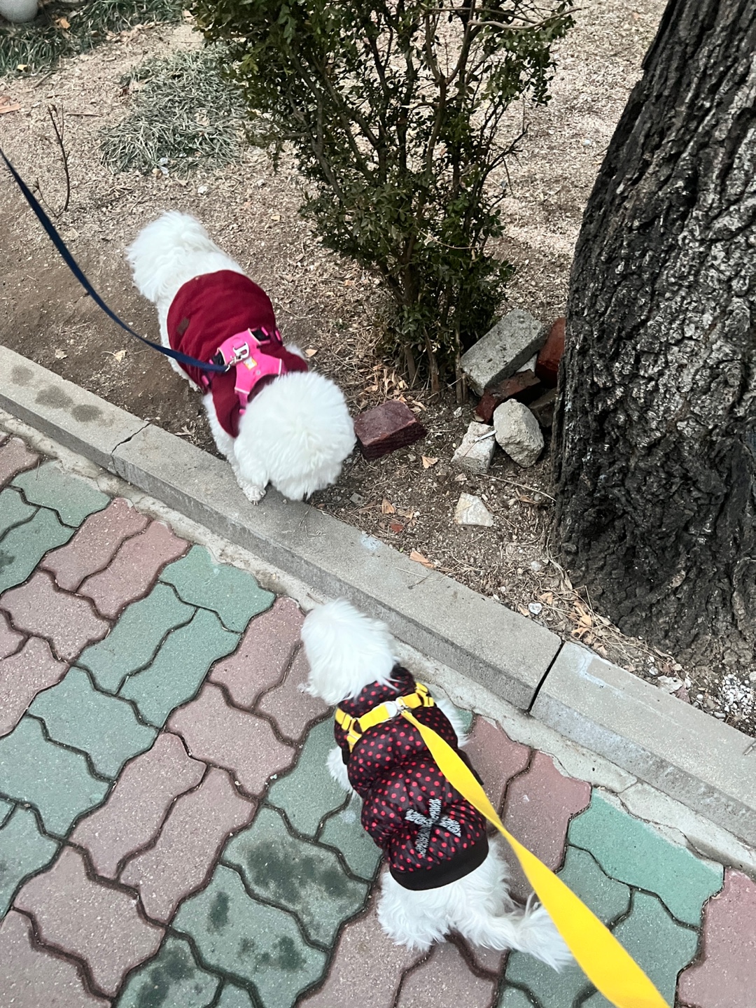 곤지암에서 구조된 콩순이 現봄이 잘지내고 있습니다~~ㅎㅎ