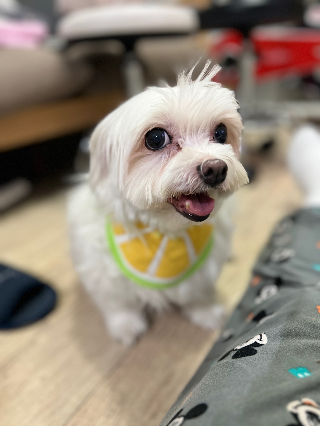 곤지암에서 구조된 콩순이 現봄이 잘지내고 있습니다~~ㅎㅎ