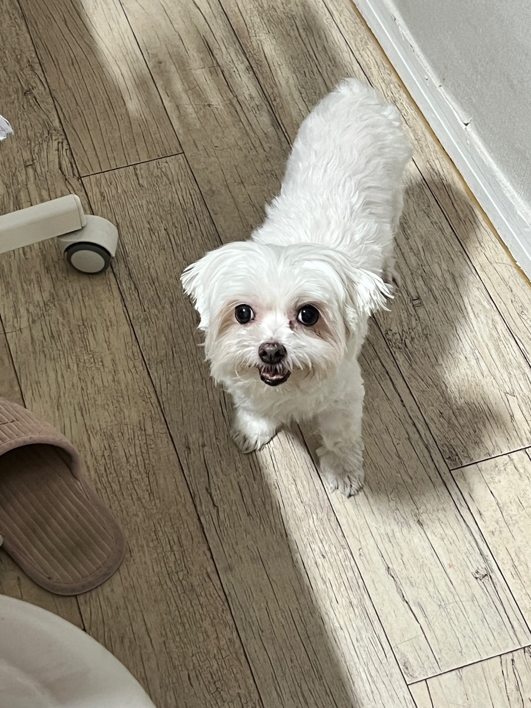 곤지암에서 구조된 콩순이 現봄이 잘지내고 있습니다~~ㅎㅎ