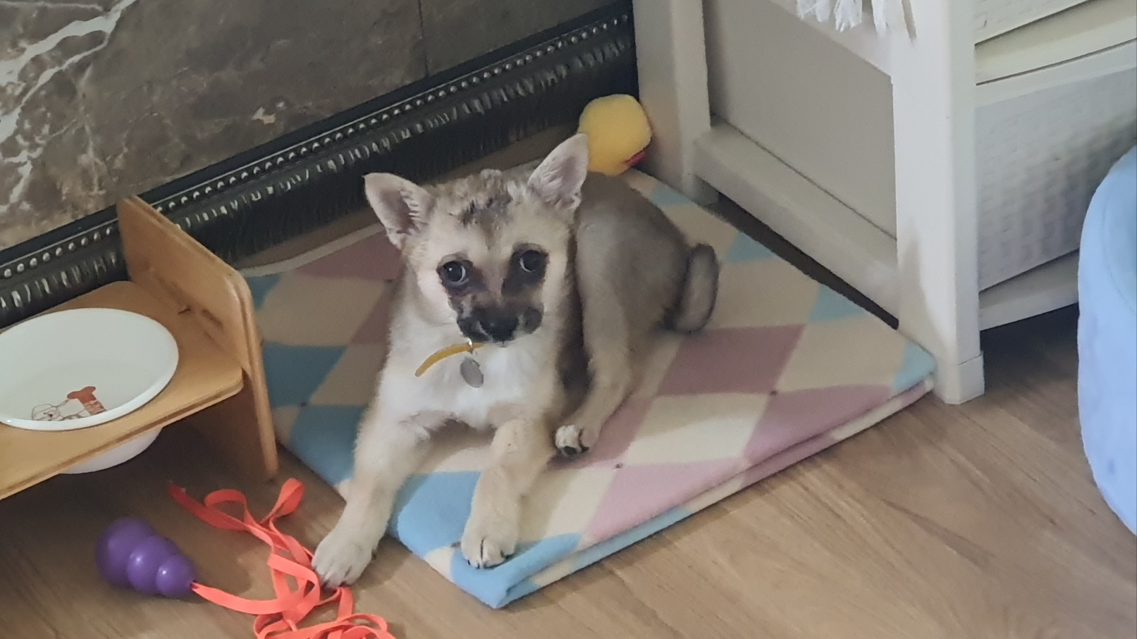 산들(밀이) 입양 일주일차