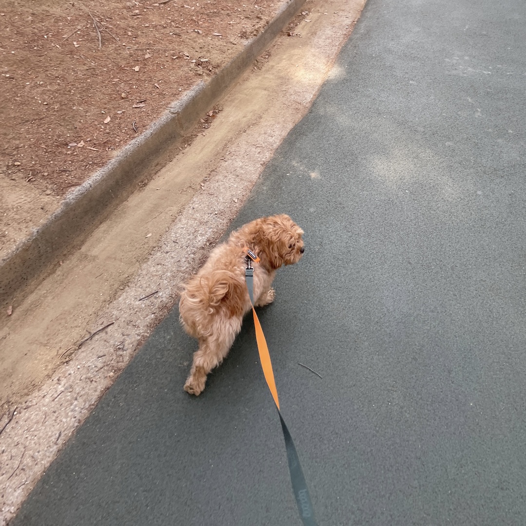 온느(봉봉이) 입양 일주일 후기입니다:)