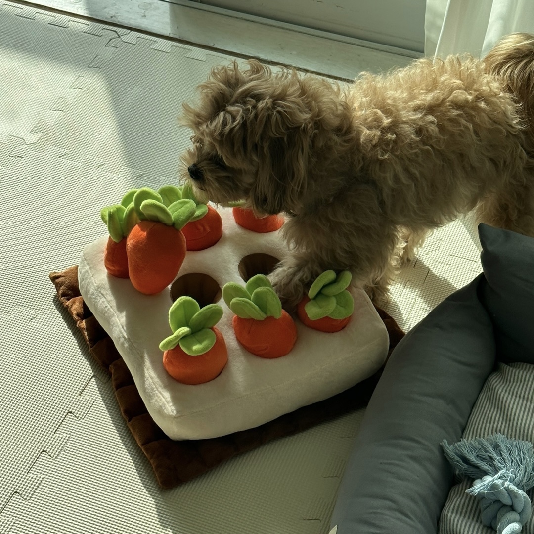 온느(봉봉이) 입양 일주일 후기입니다:)