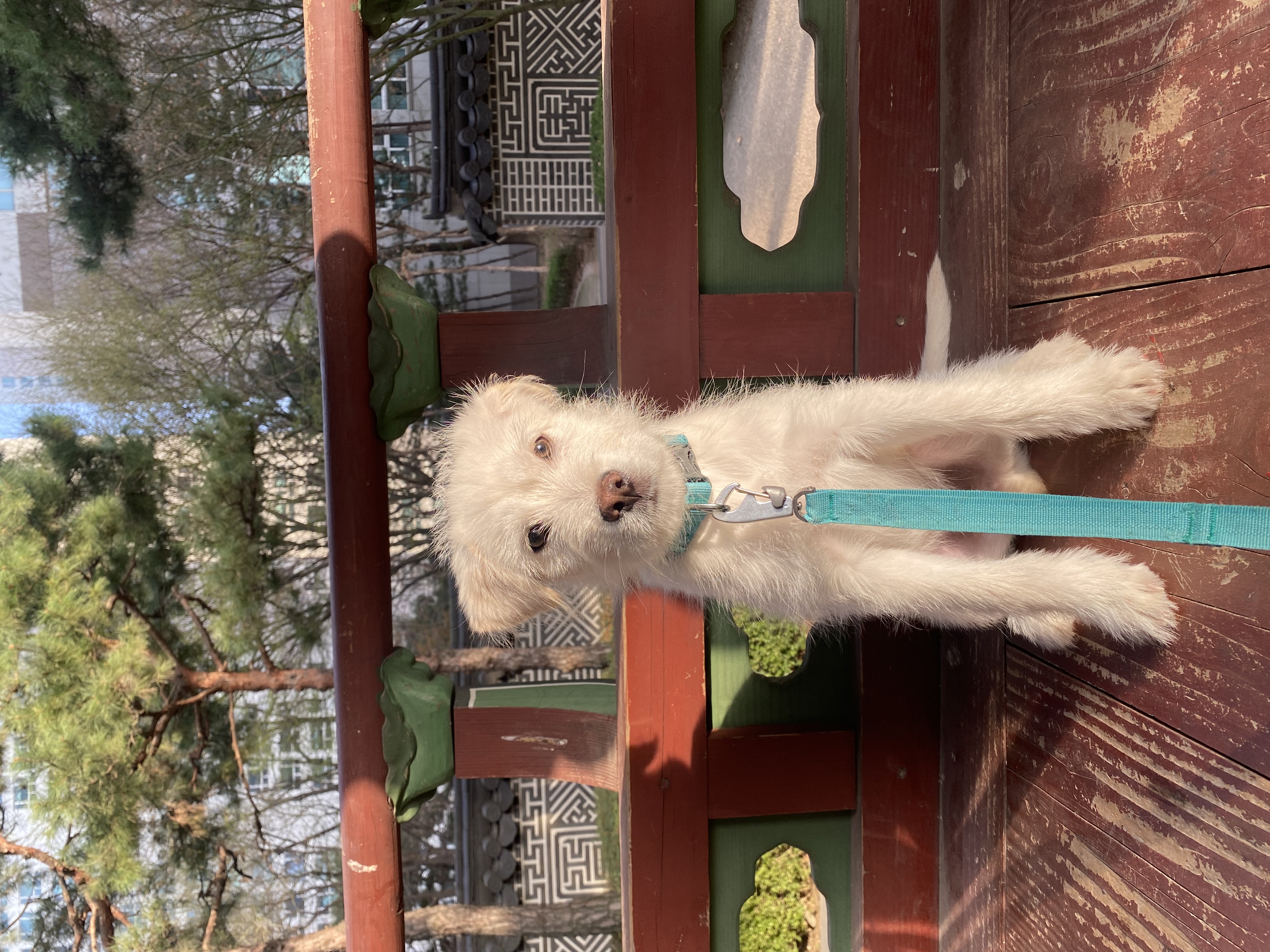 무쵸한테 무쵸버린지 한달째