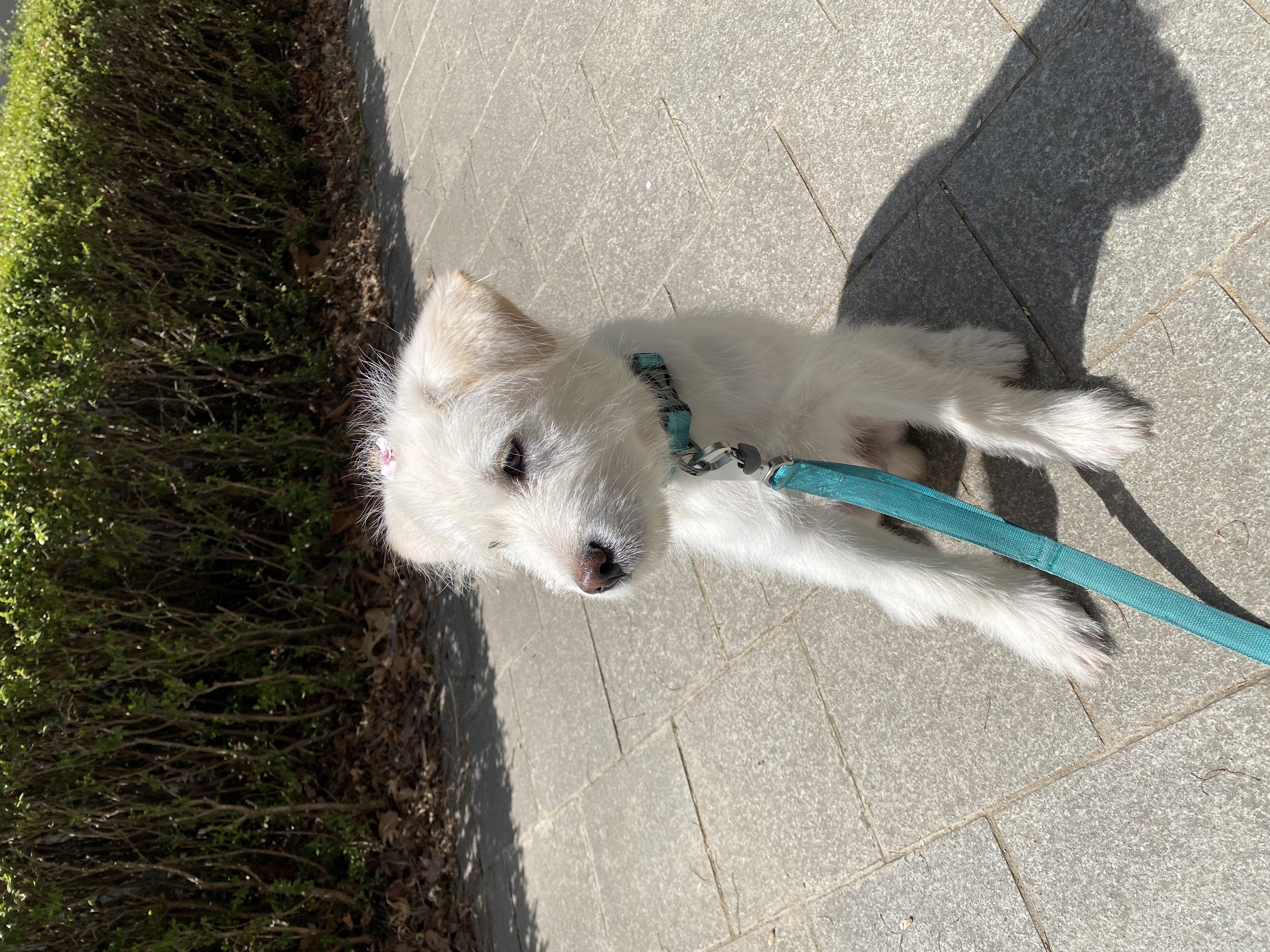 무쵸한테 무쵸버린지 한달째