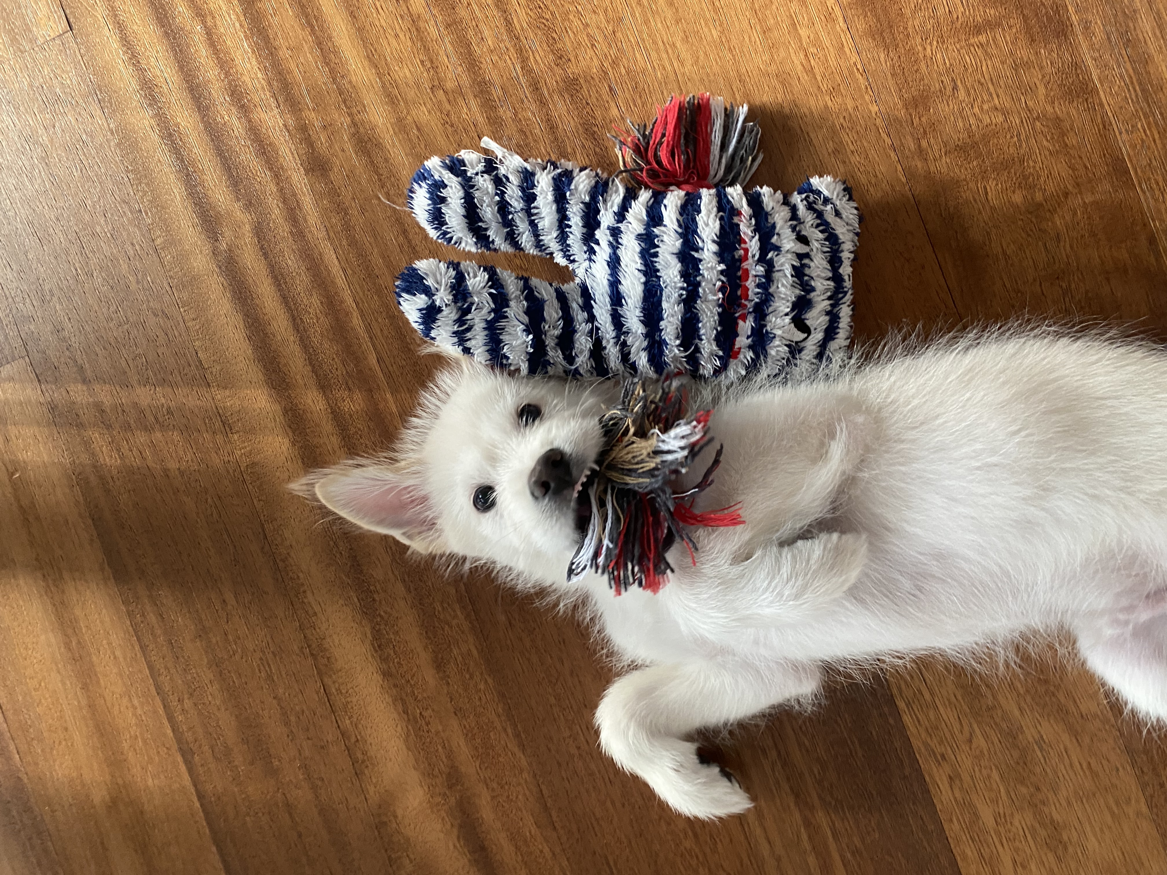 무쵸한테 무쵸버린지 한달째