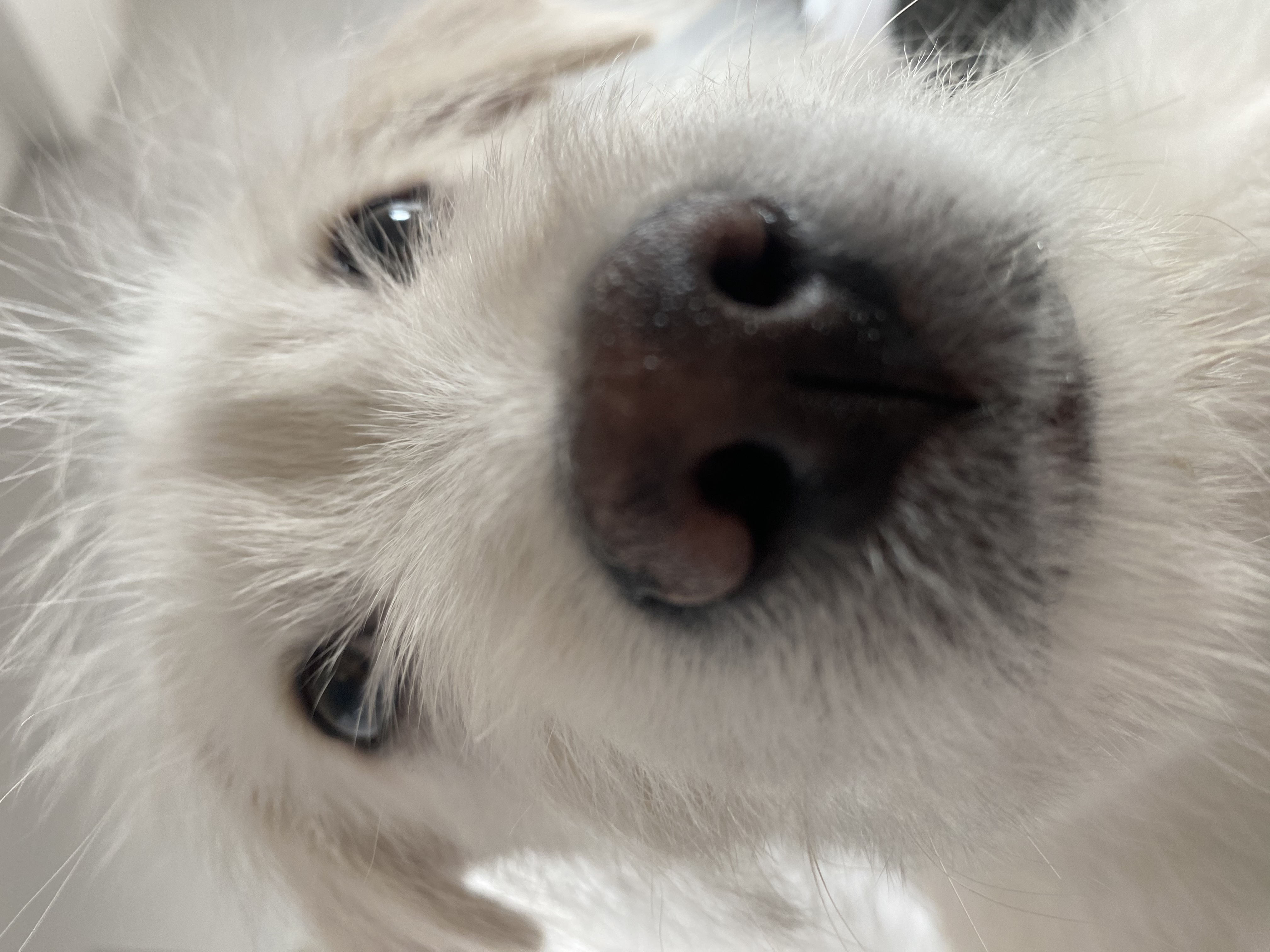 무쵸한테 무쵸버린지 한달째