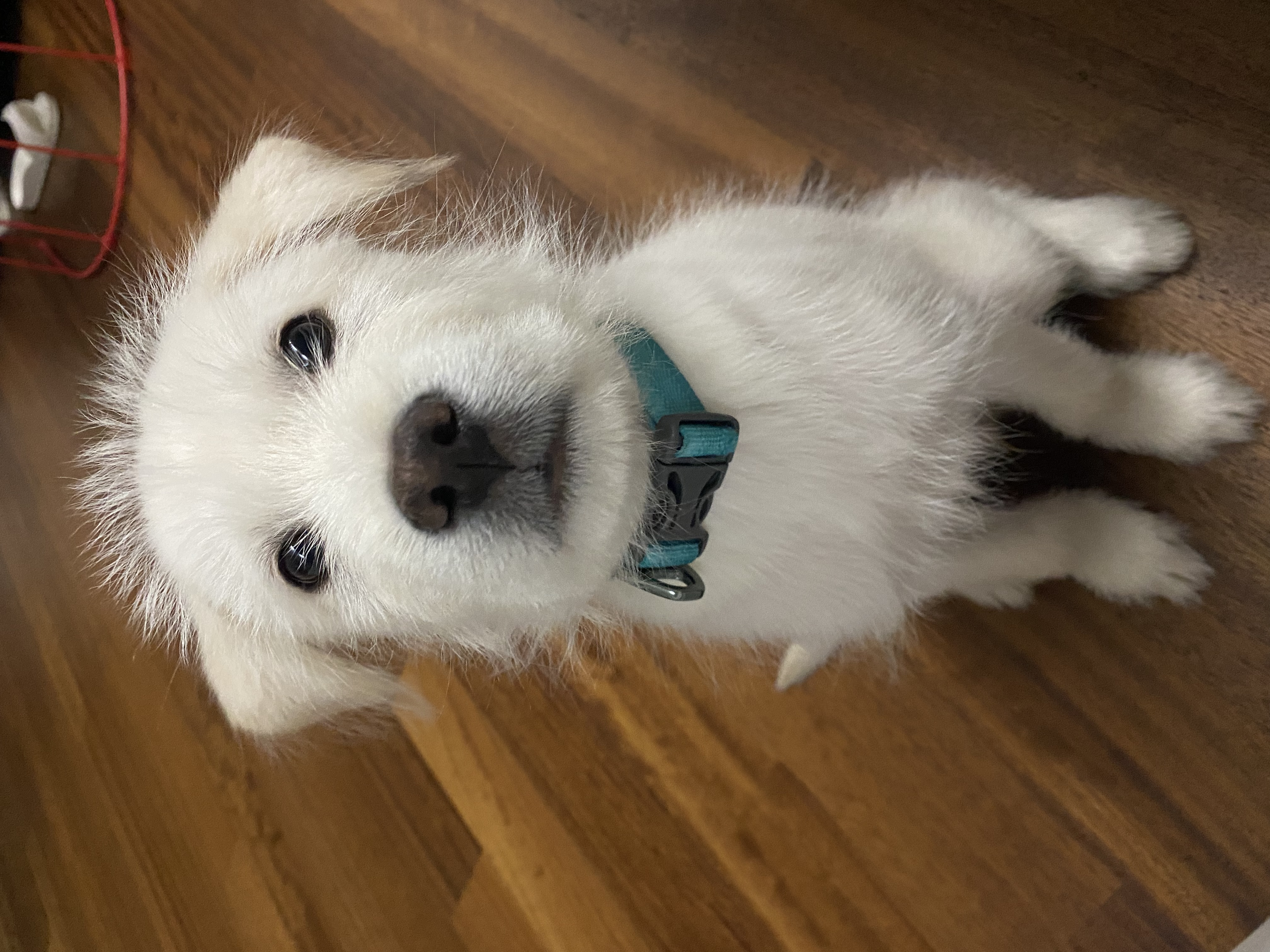 무쵸한테 무쵸버린지 한달째