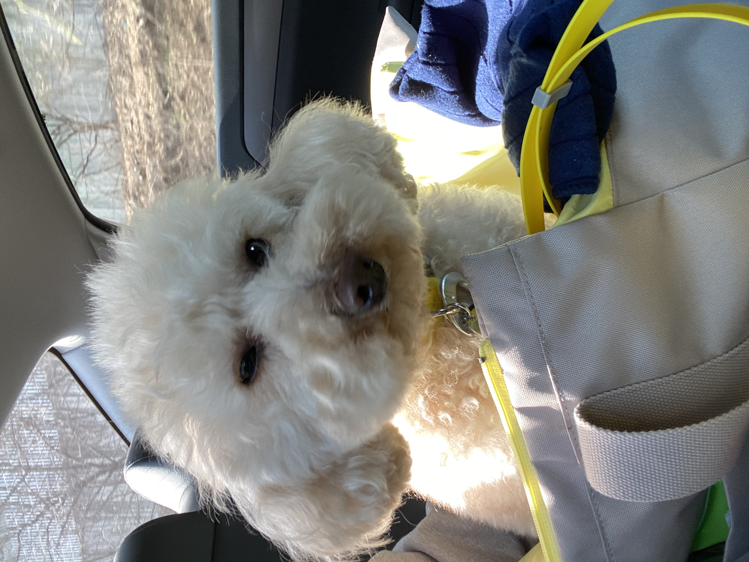 쿠크의 2년차 입양후기(곤지암 구조견)