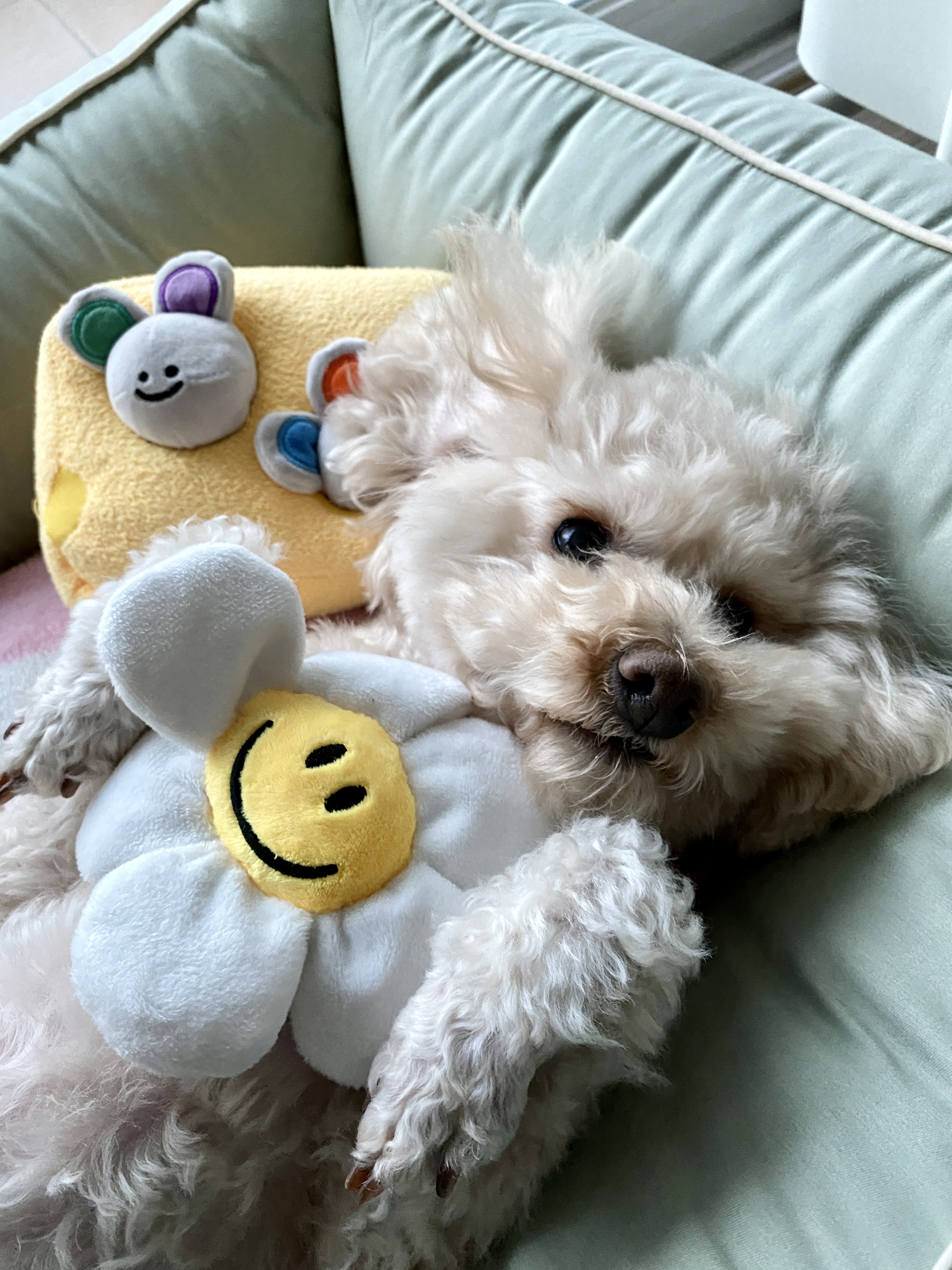 쿠크의 2년차 입양후기(곤지암 구조견)