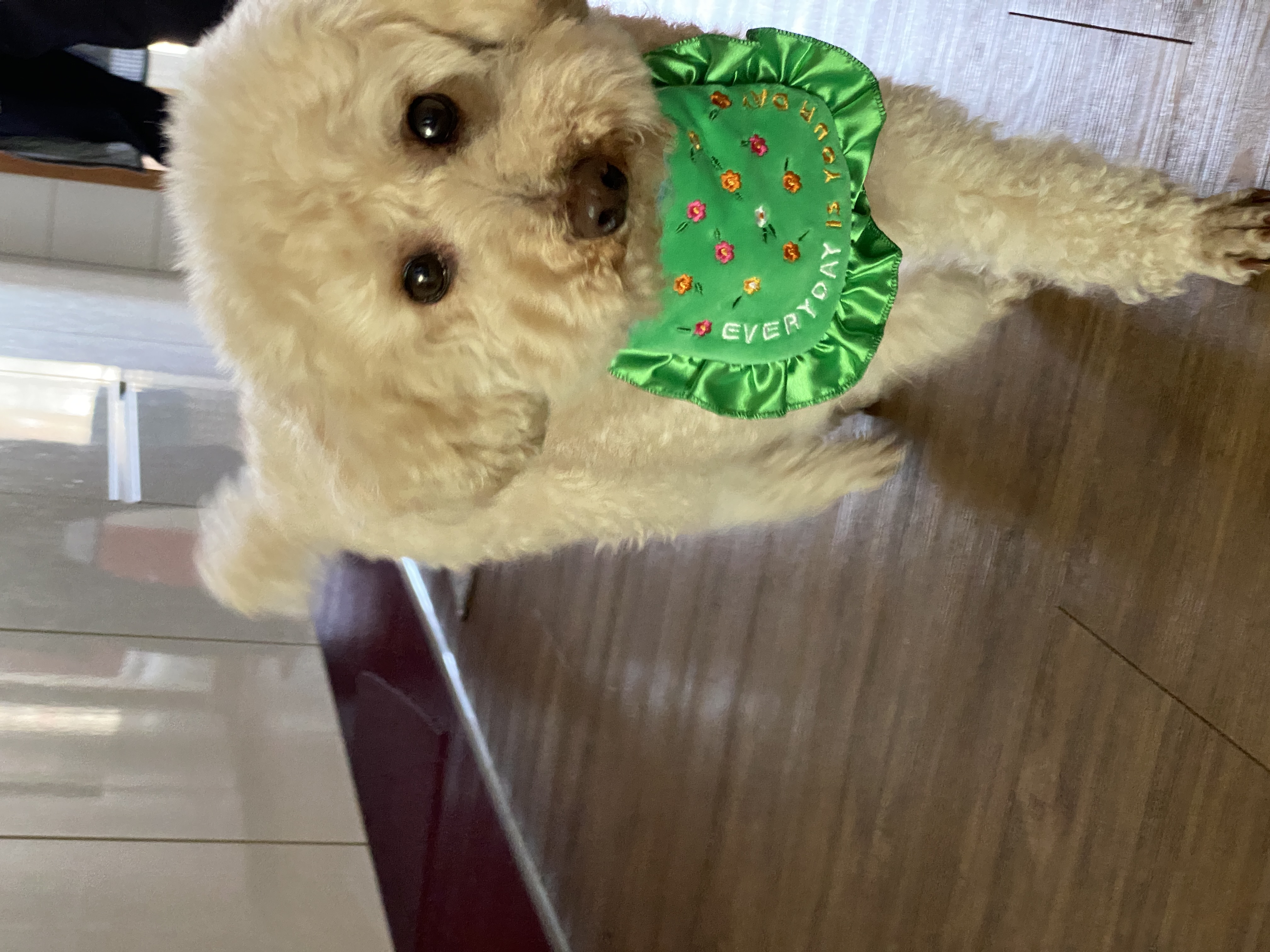 쿠크의 2년차 입양후기(곤지암 구조견)