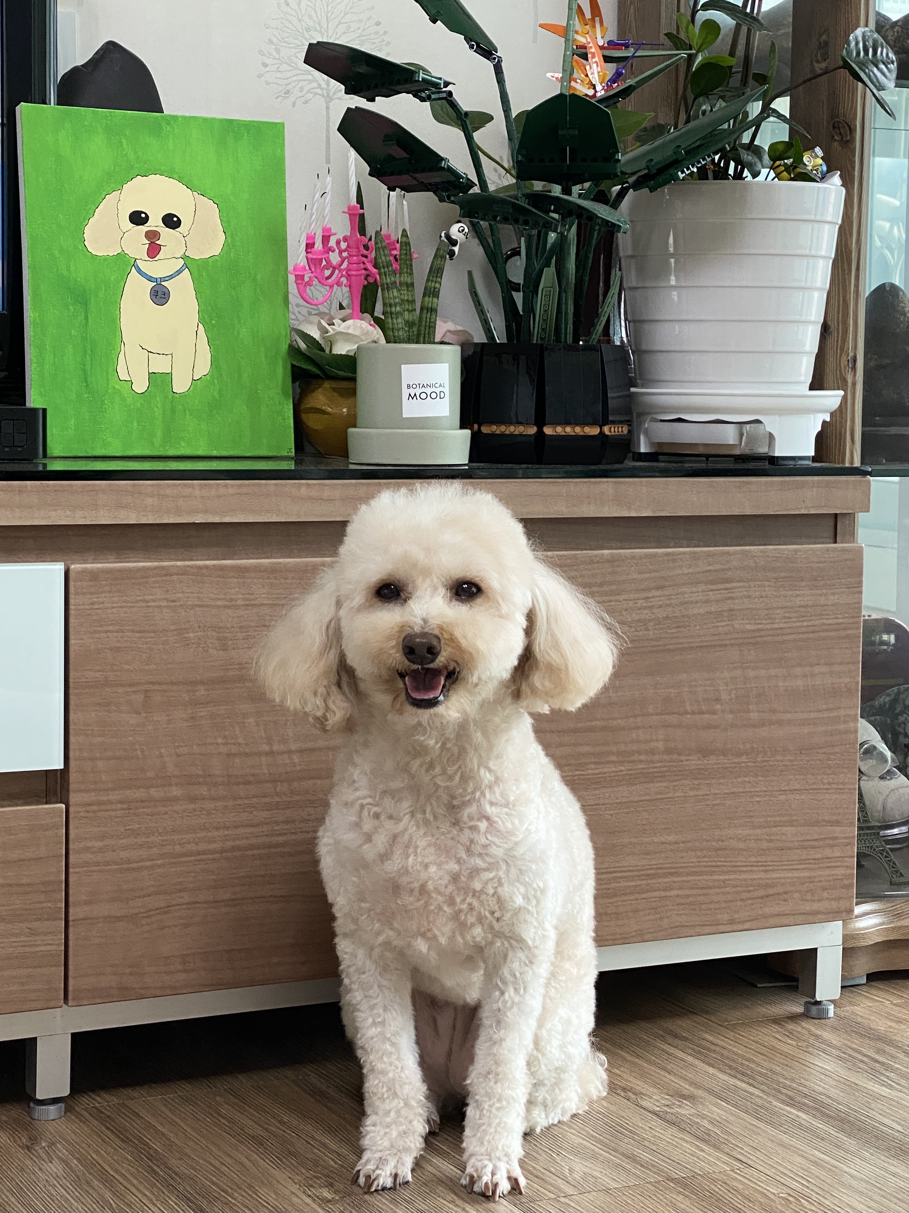 쿠크의 2년차 입양후기(곤지암 구조견)