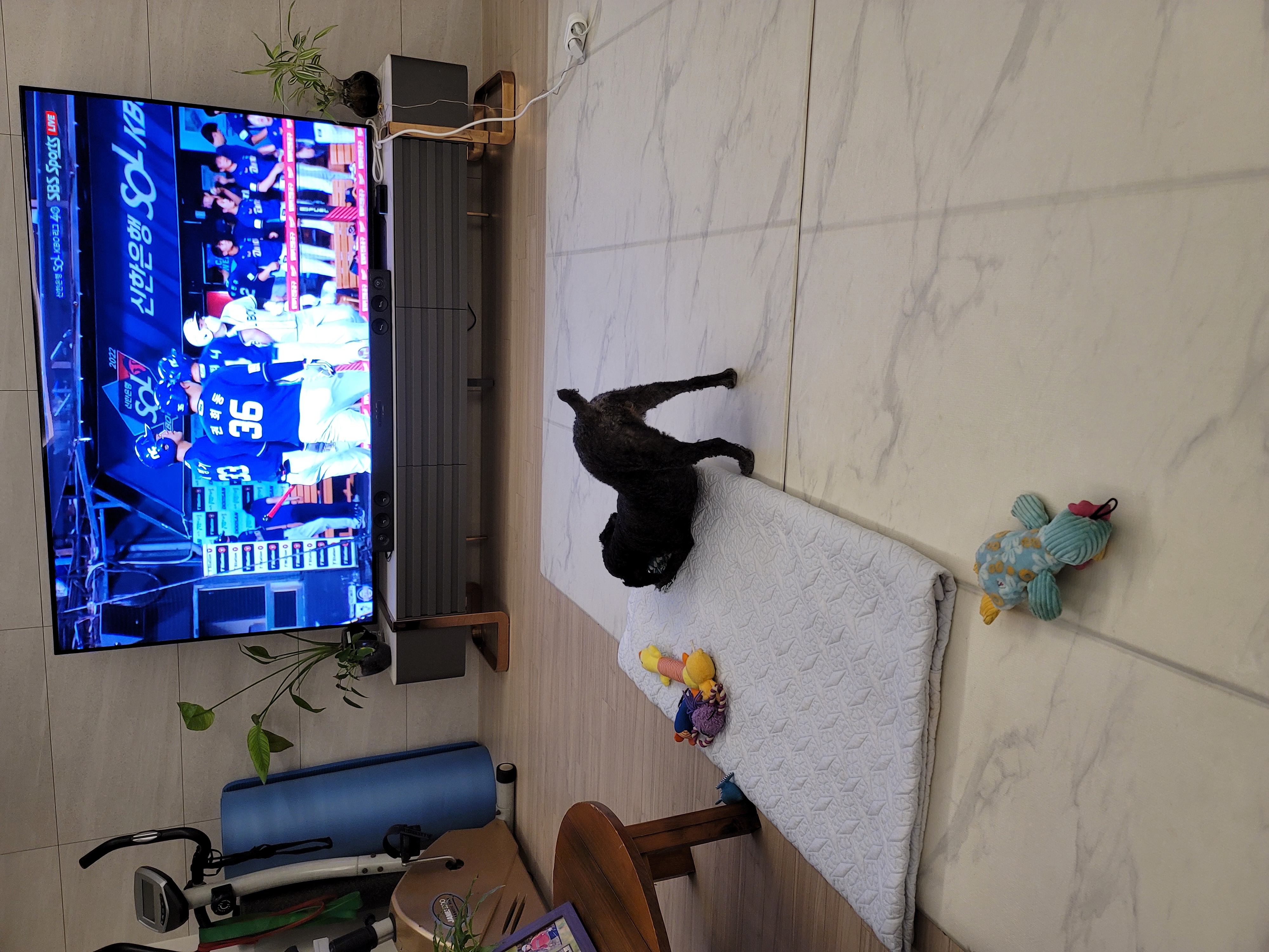 릴리(곤지암-12) 입양 2년차 후기