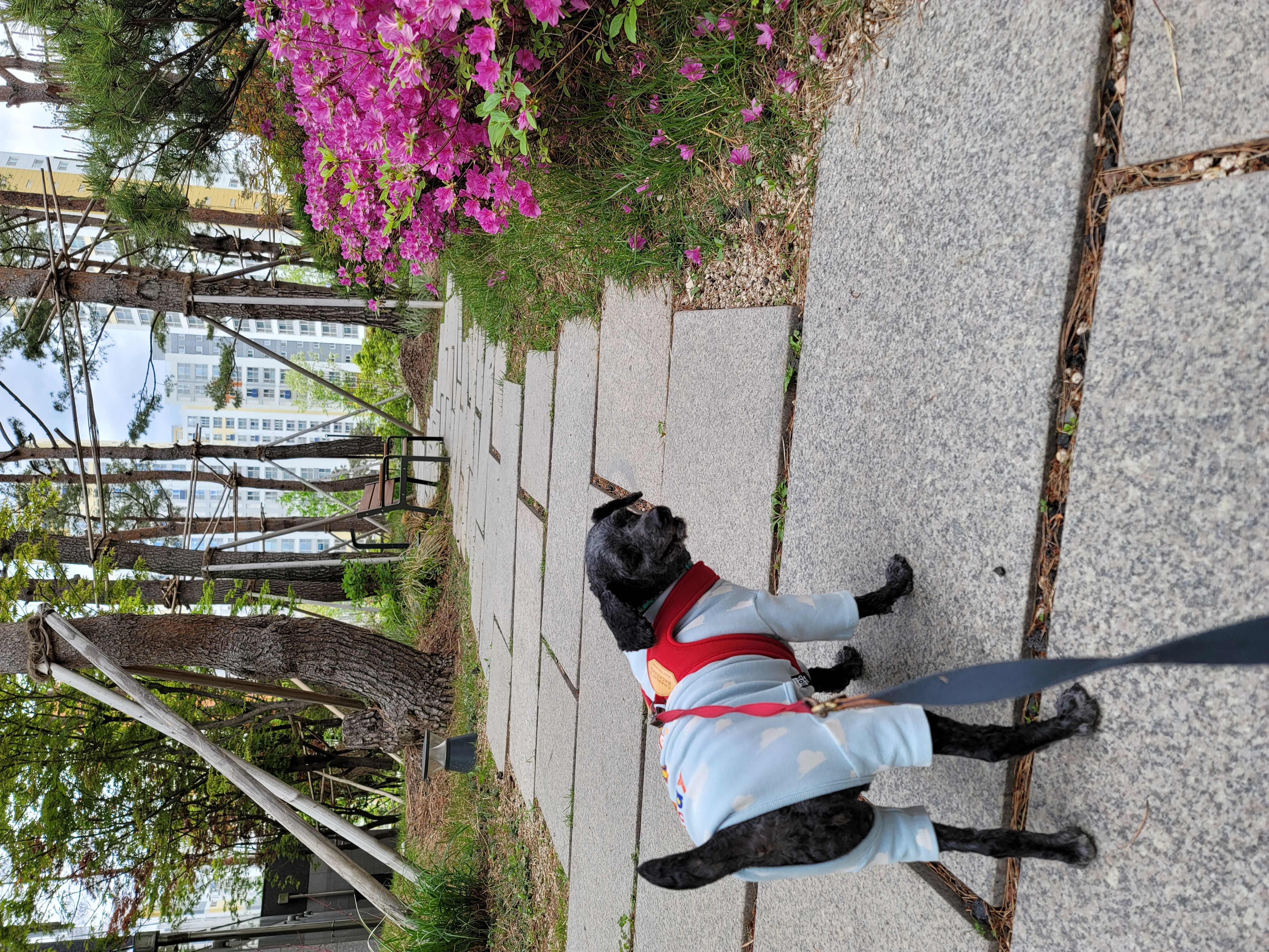 릴리(곤지암-12) 입양 2년차 후기