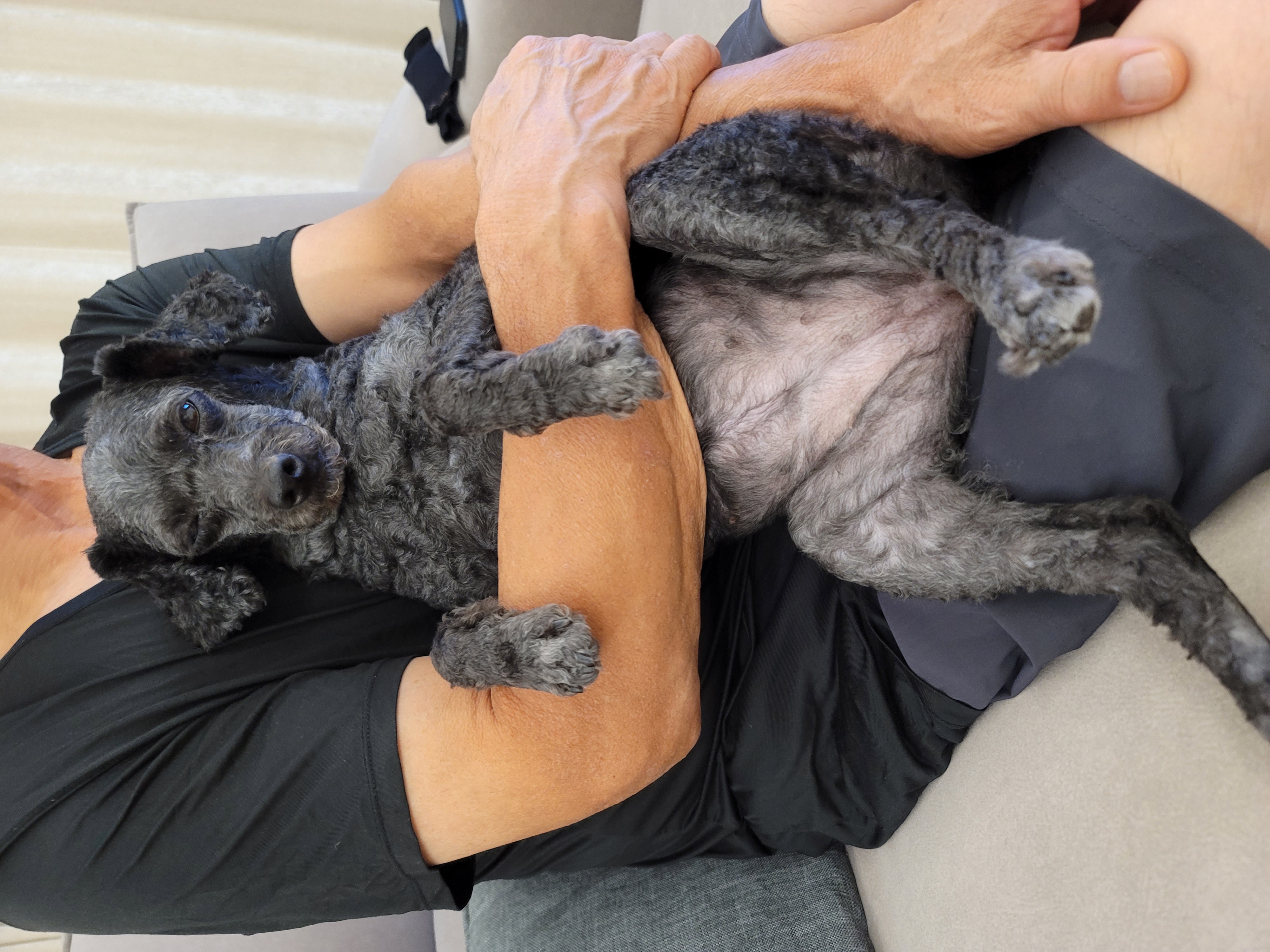 릴리(곤지암-12) 입양 2년차 후기