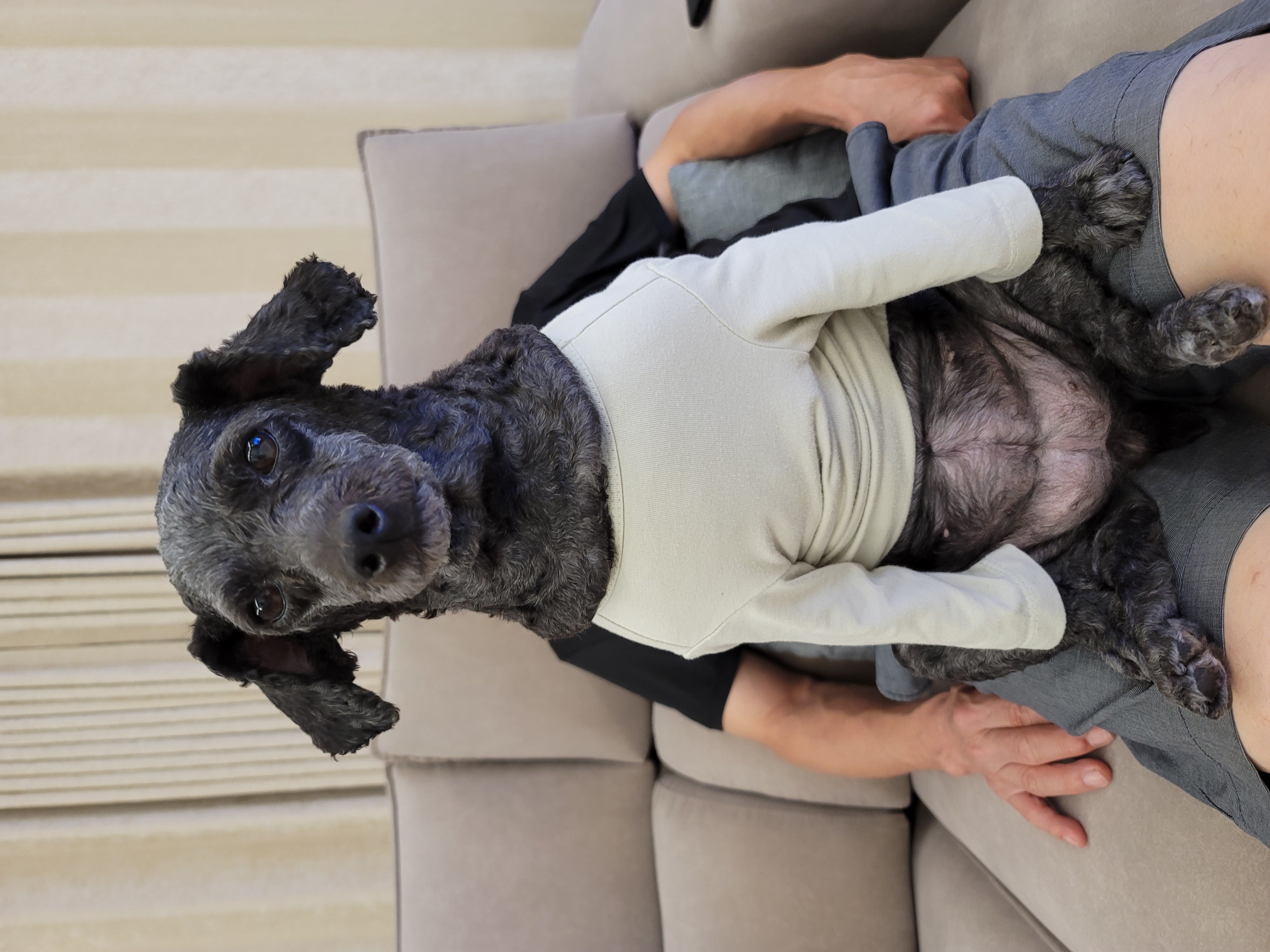 릴리(곤지암-12) 입양 2년차 후기