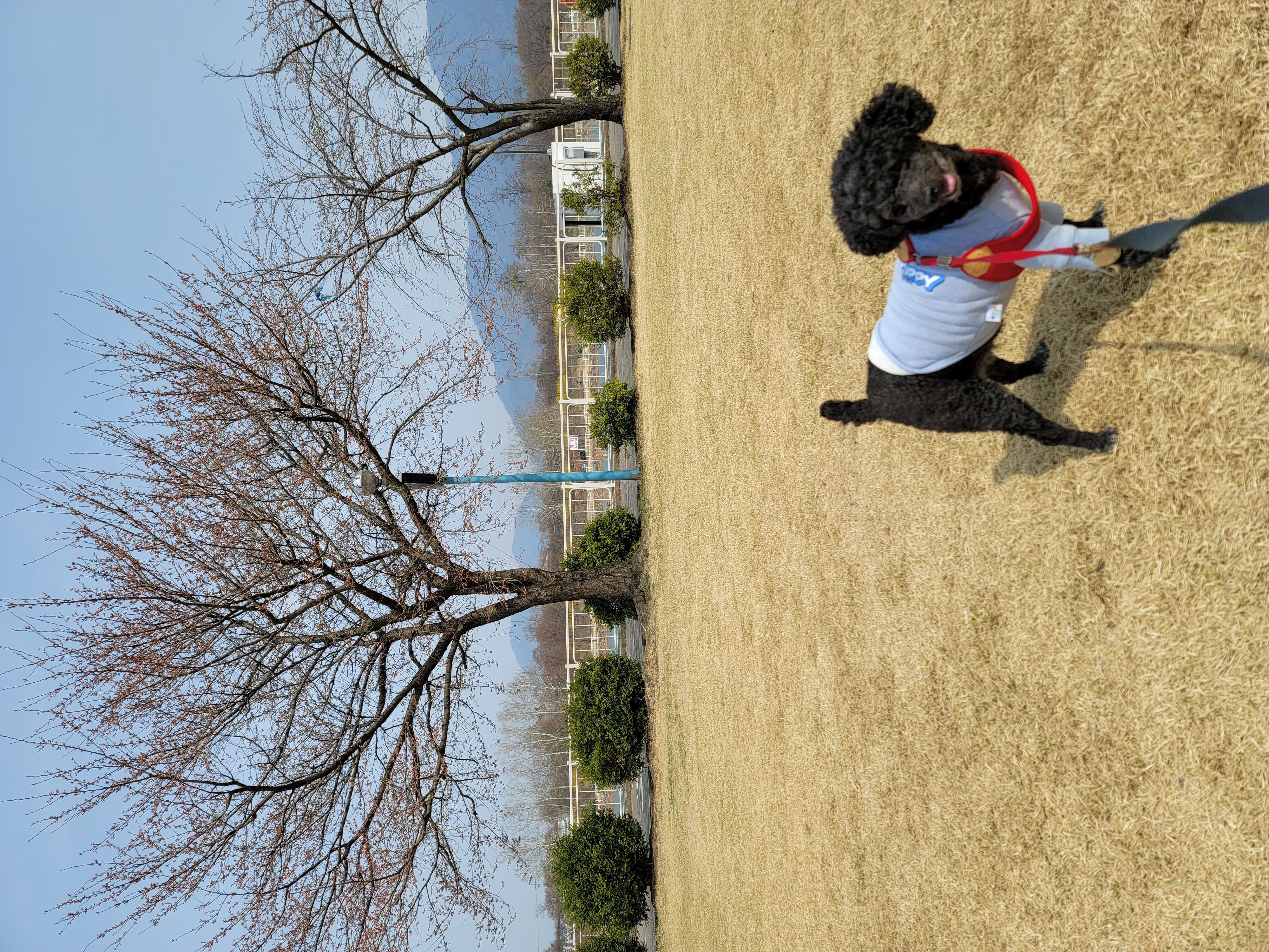 릴리(곤지암-12) 입양 2년차 후기