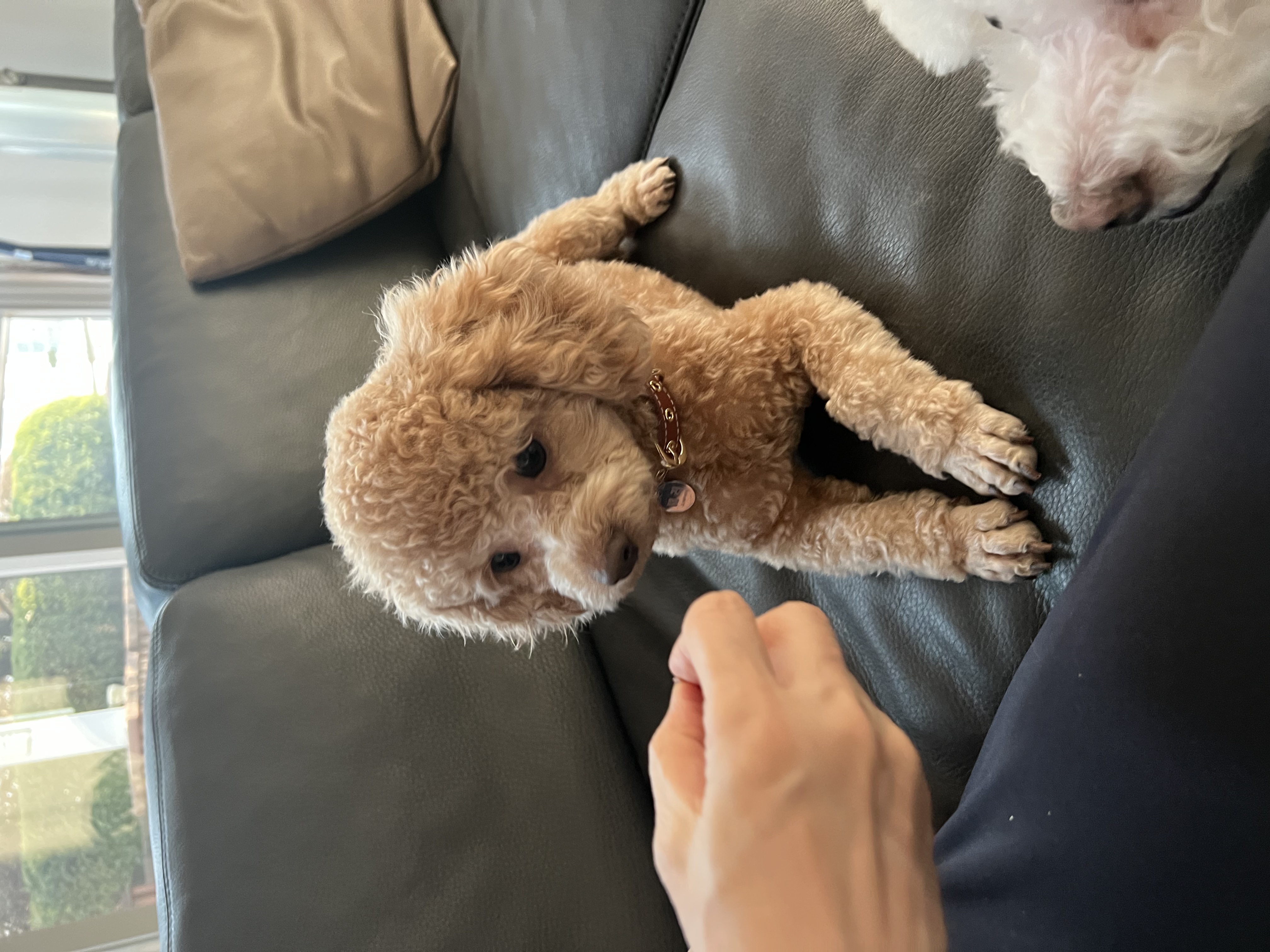 해리 이야기 1달