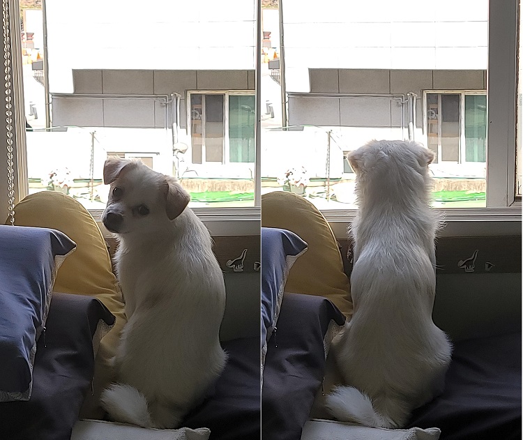 세투(누릉) 입양 3개월 후기입니다.