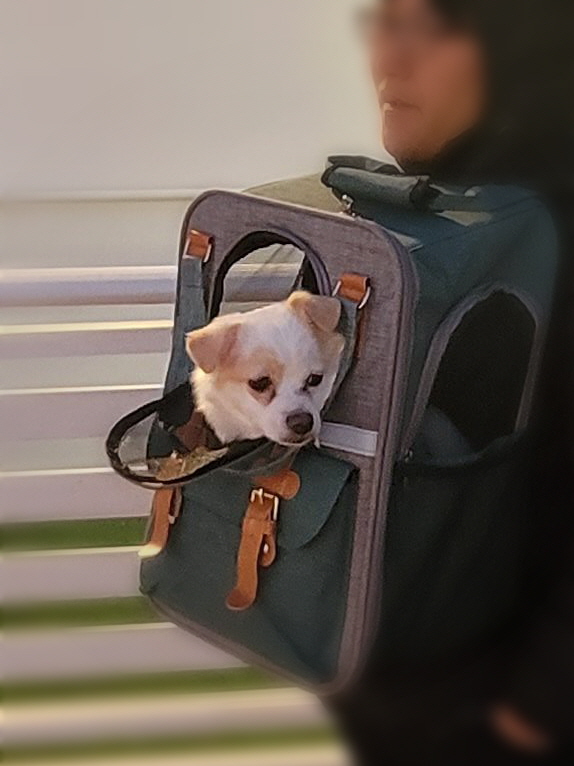 세투(누릉) 입양 3개월 후기입니다.