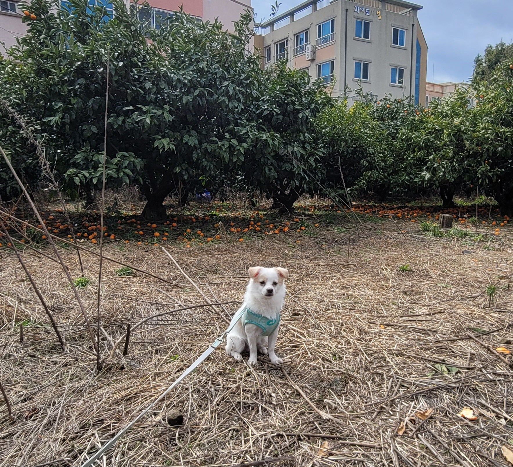 세투(누릉) 입양 3개월 후기입니다.