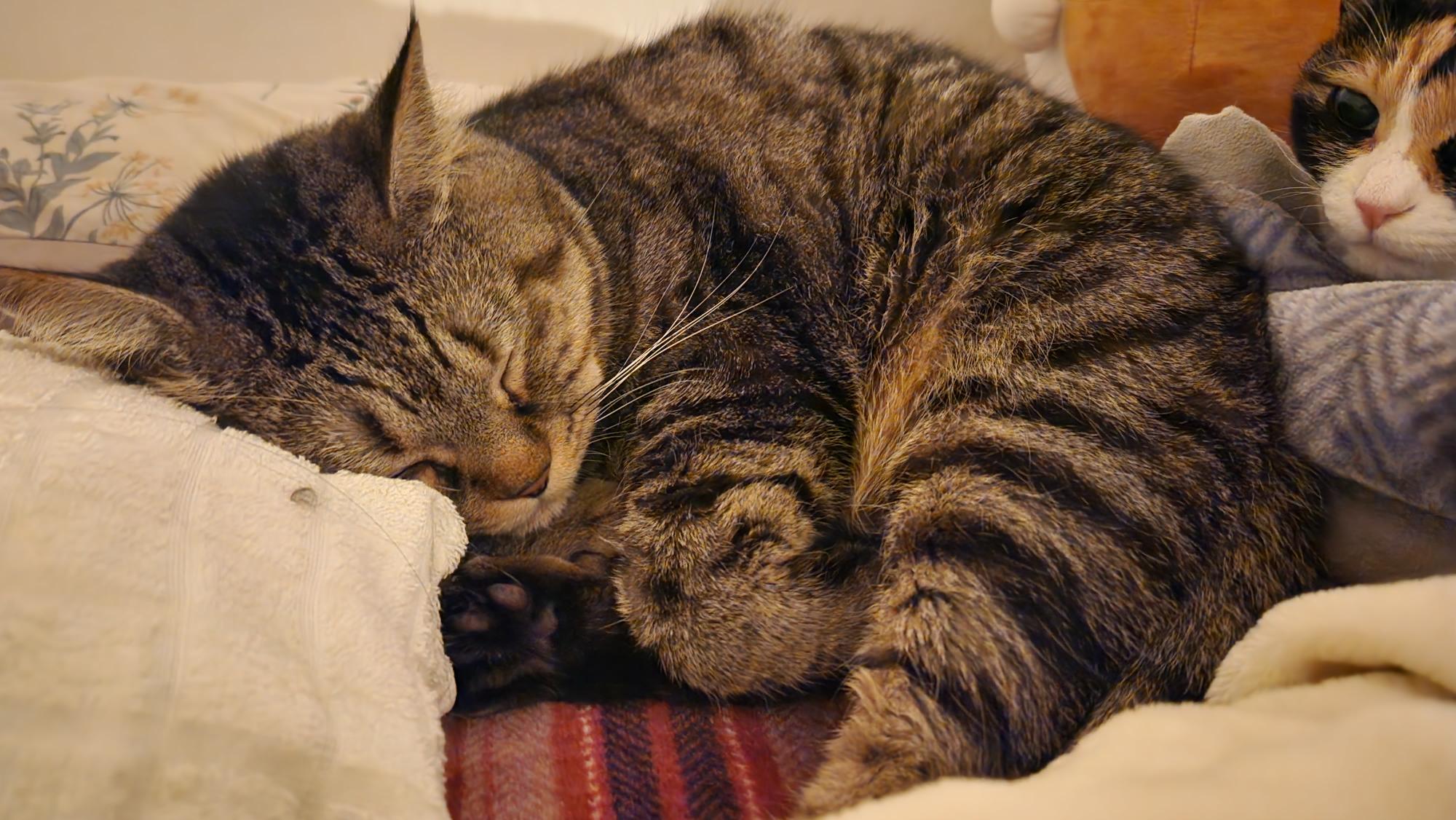 길고양이 로티 - 2018년 3~4월 입양