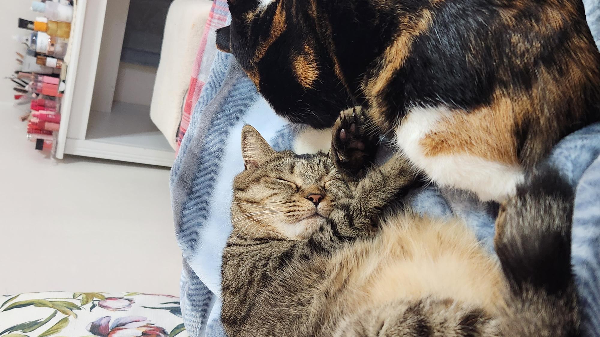 길고양이 로티 - 2018년 3~4월 입양