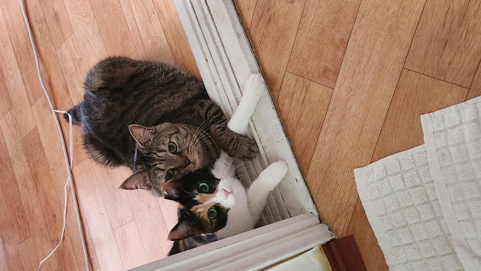 길고양이 로티 - 2018년 3~4월 입양