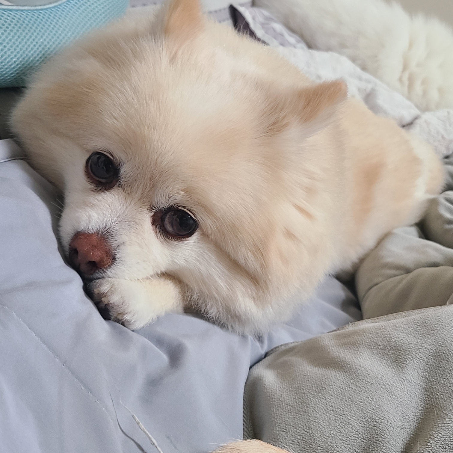 보배와 벌써2년!