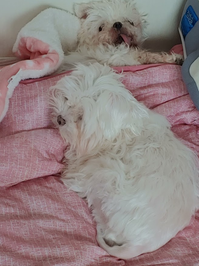 바토는 올해도 건강히 잘 지내고 있어요^^