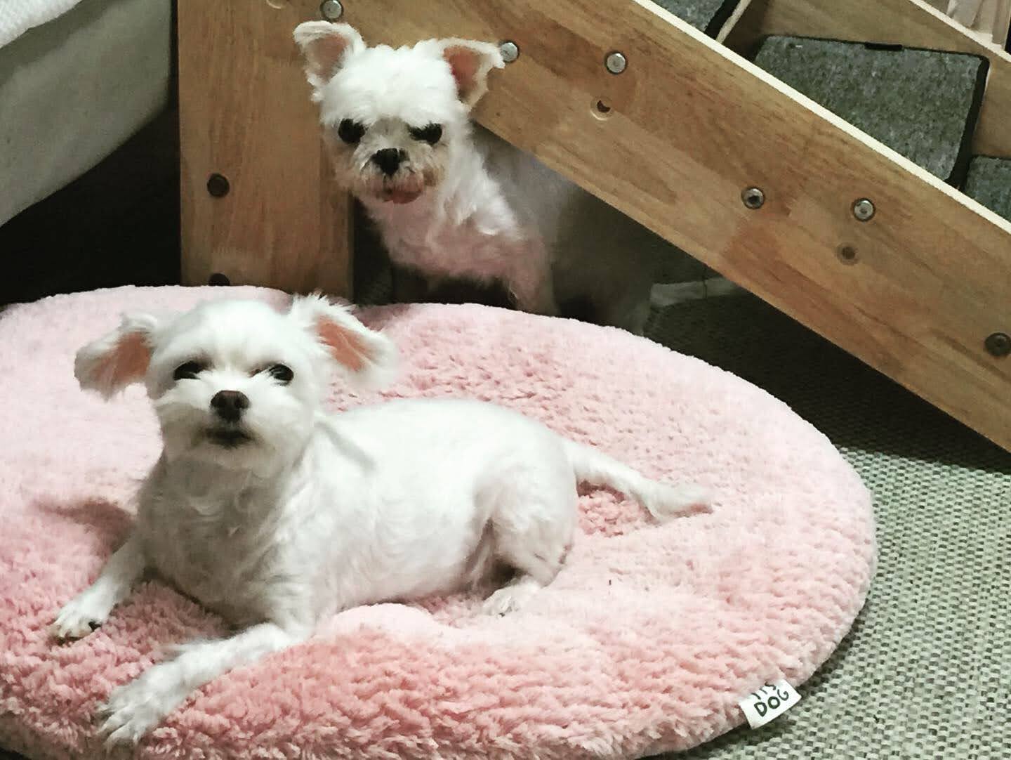 바토는 올해도 건강히 잘 지내고 있어요^^