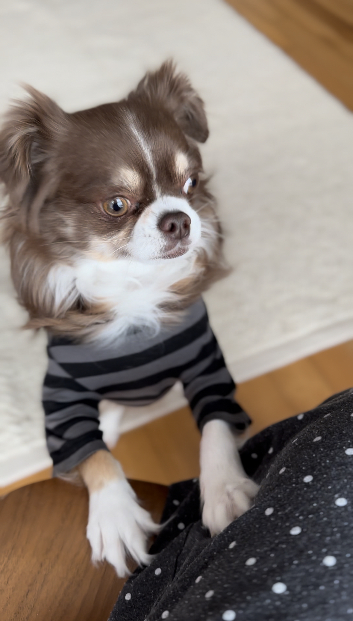 그저께가 멍돌이 입양 4주년이었어요. :)