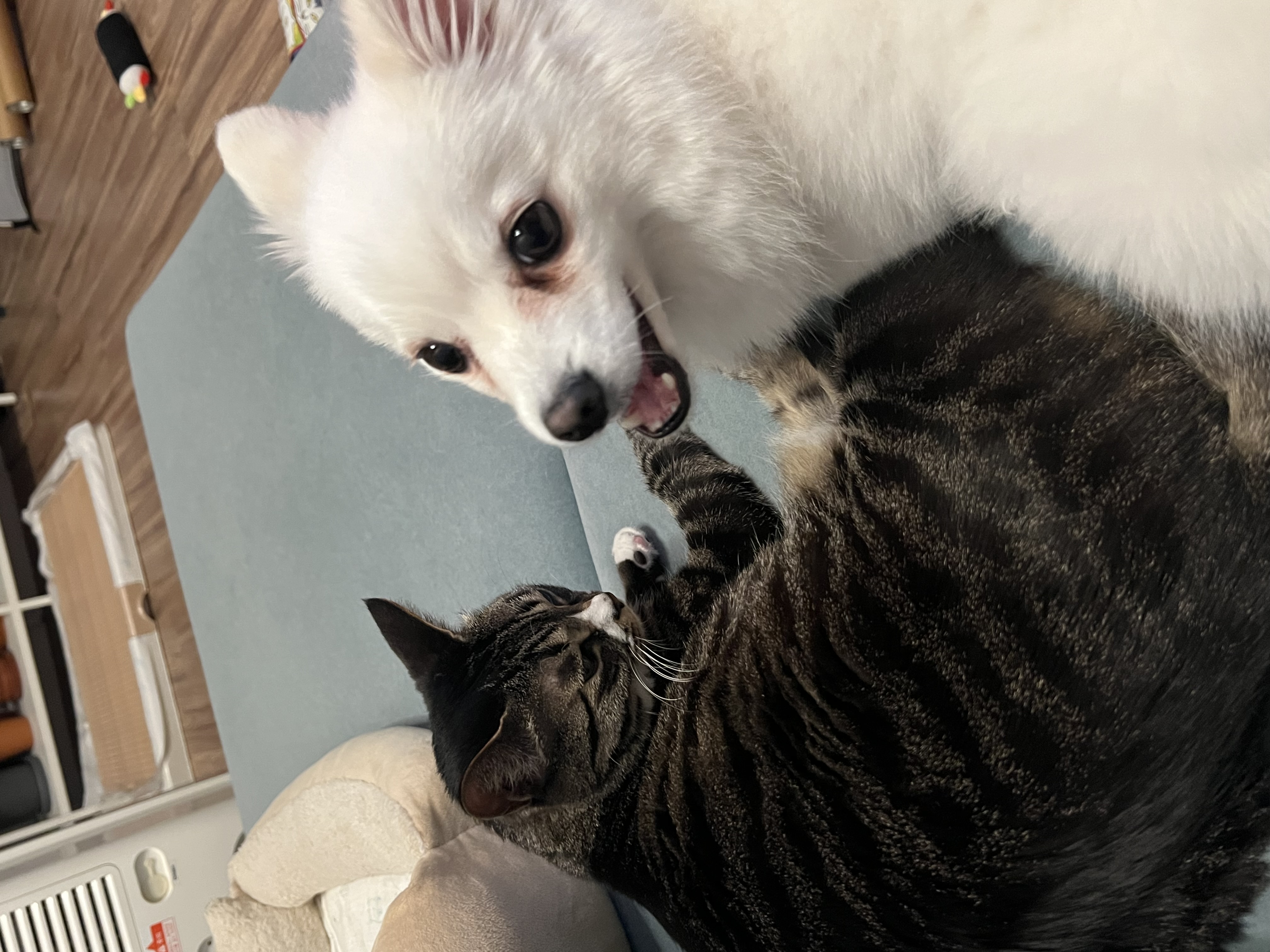 푸우와 함께한지 3년째❤️