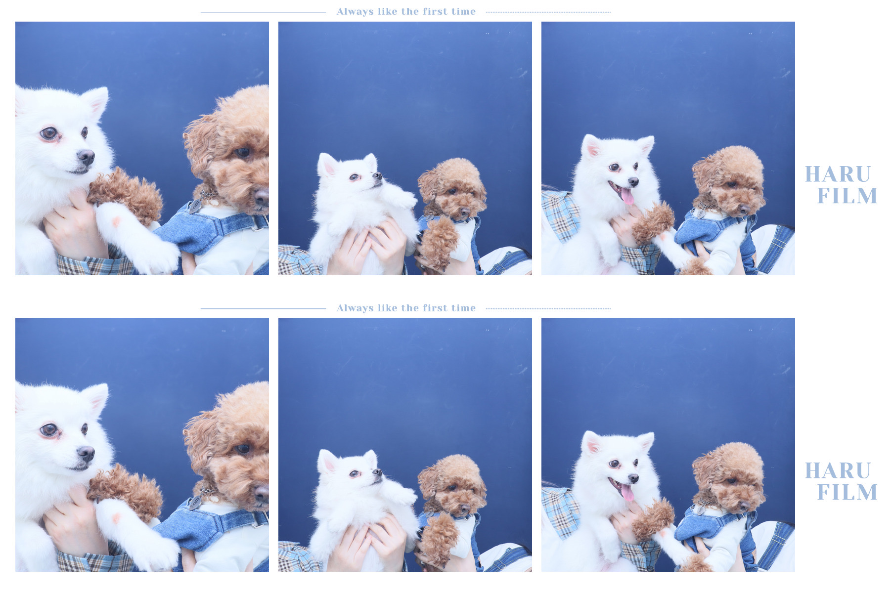 푸우와 함께한지 3년째❤️