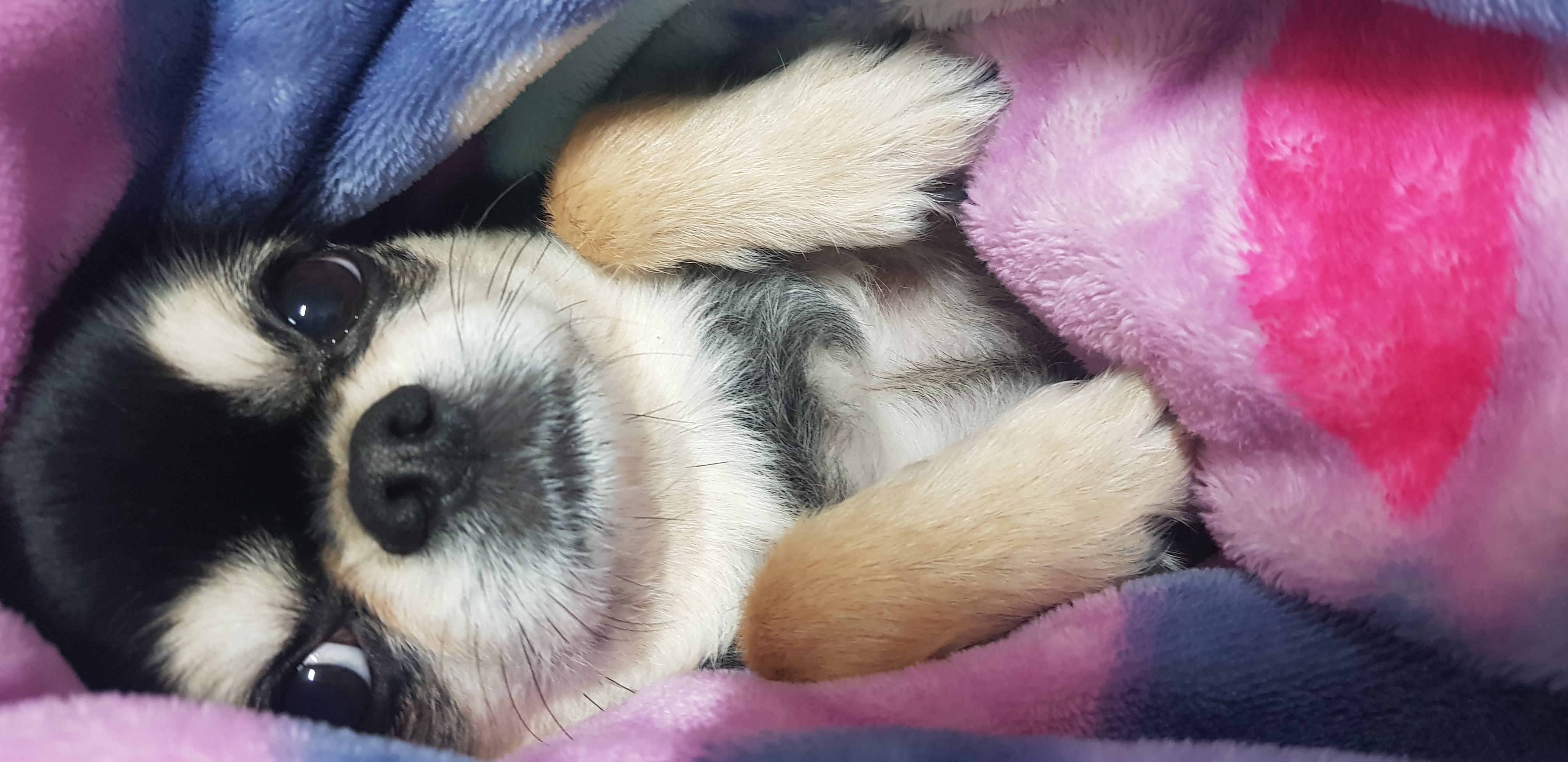 맹이에요(입양전이쁜이)