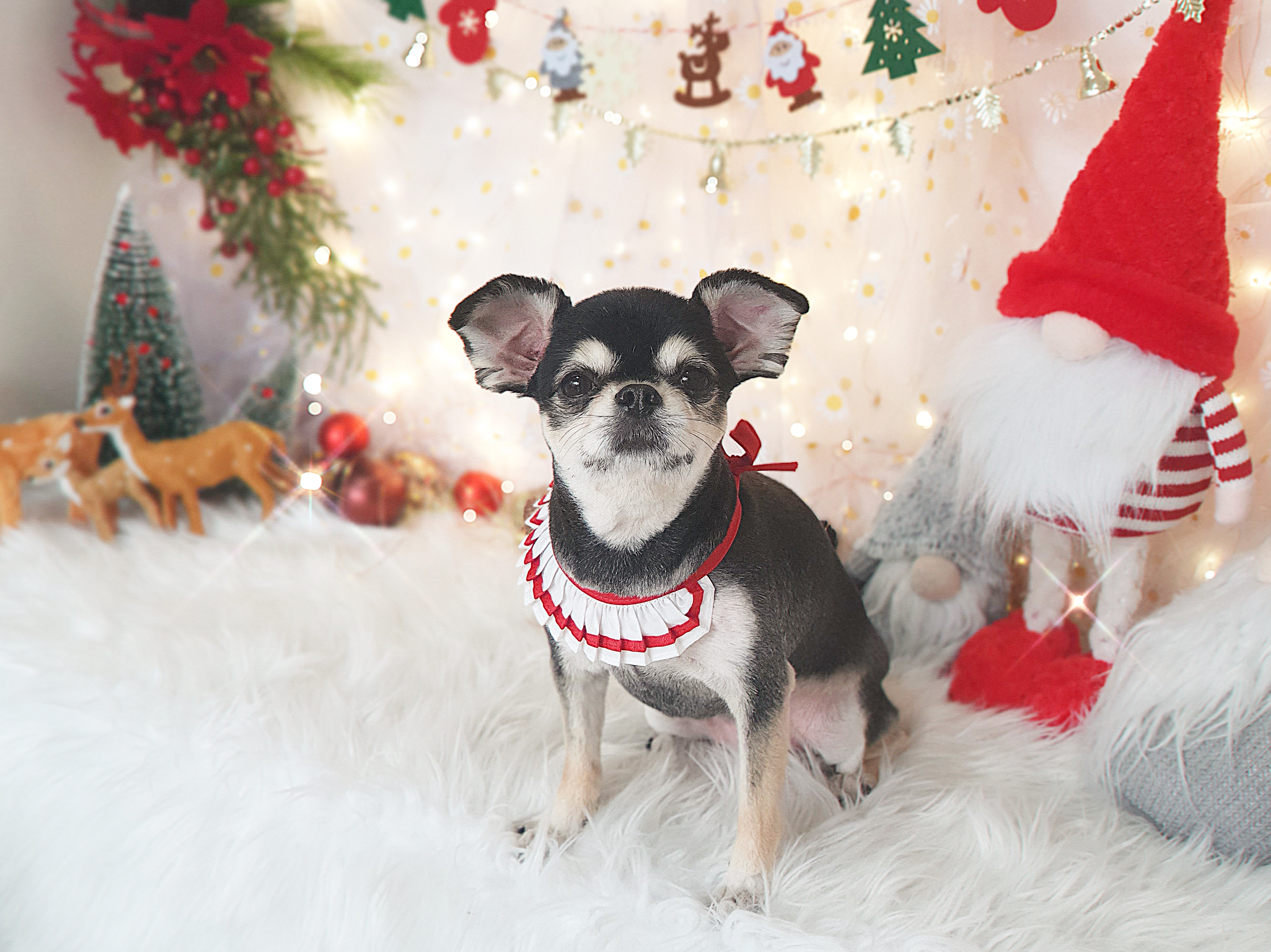 맹이에요(입양전이쁜이)