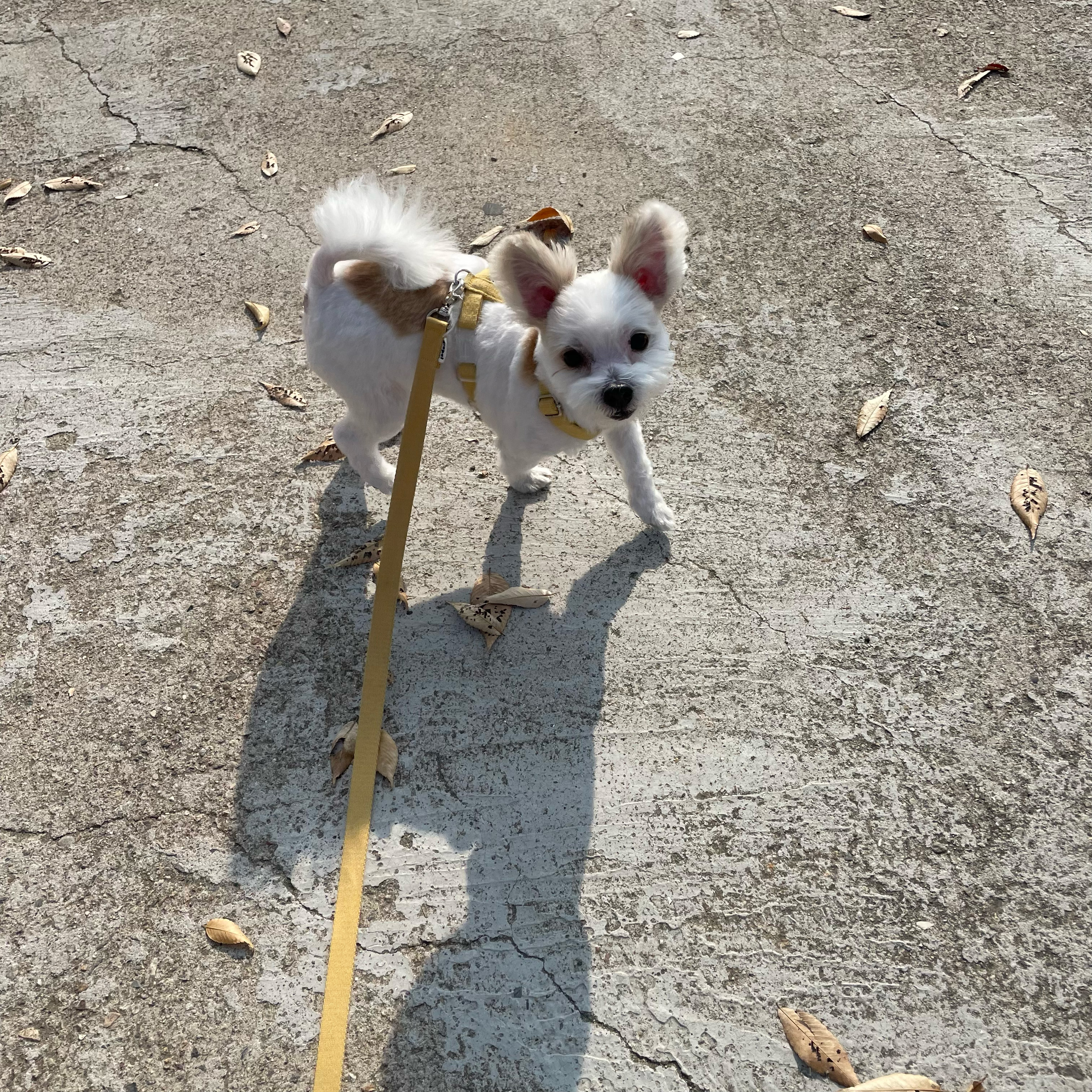 아산 애니멀 호더 구조견(아금) 현재 태산이 임보일기